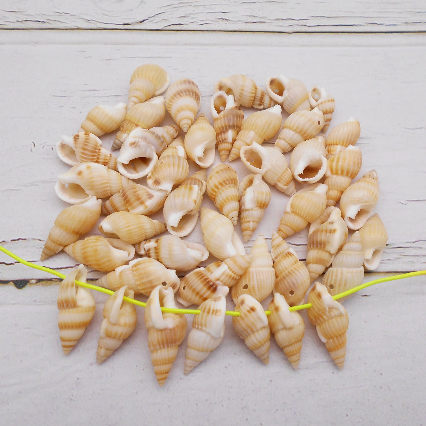 50g One Pack Marine Shell with Hole Natural Conch Shell Bead for DIY Jewelry Making, Fish Tank Aquarium Decor