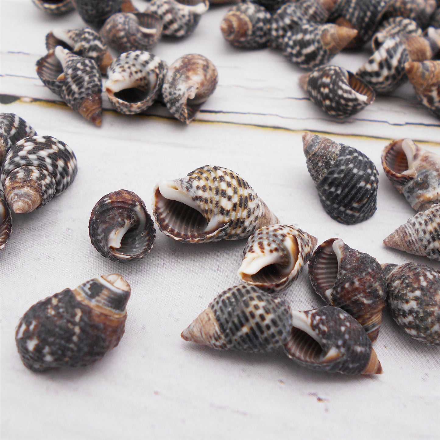 50g One Pack of Natural Conch Shell Beach Sea Shell Bead DIY Wish Bottle Decor Home Fish Tank Decor Accessory