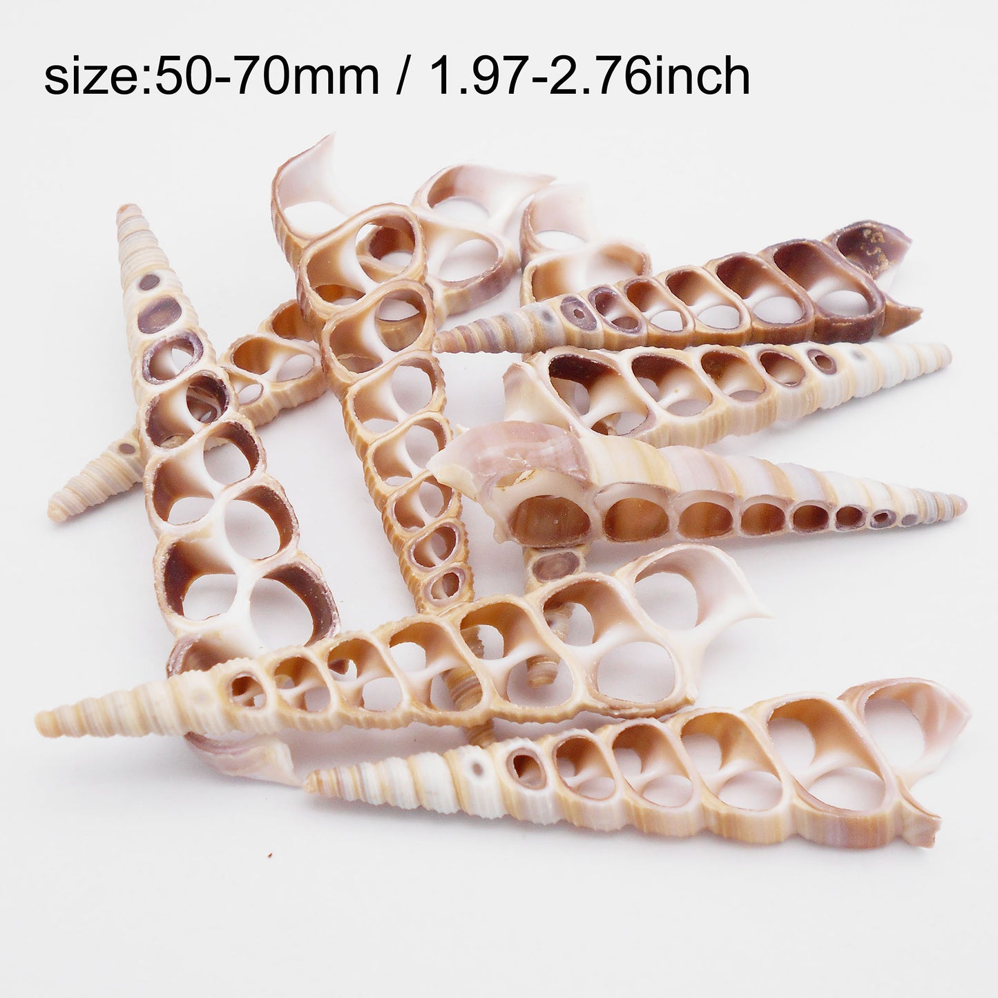 2Pcs Slice Conch Shell Bead Natural Spiral Cowrie Shell DIY Jewelry Accessory Home Fish Tank Aquarium Decor 50-70mm