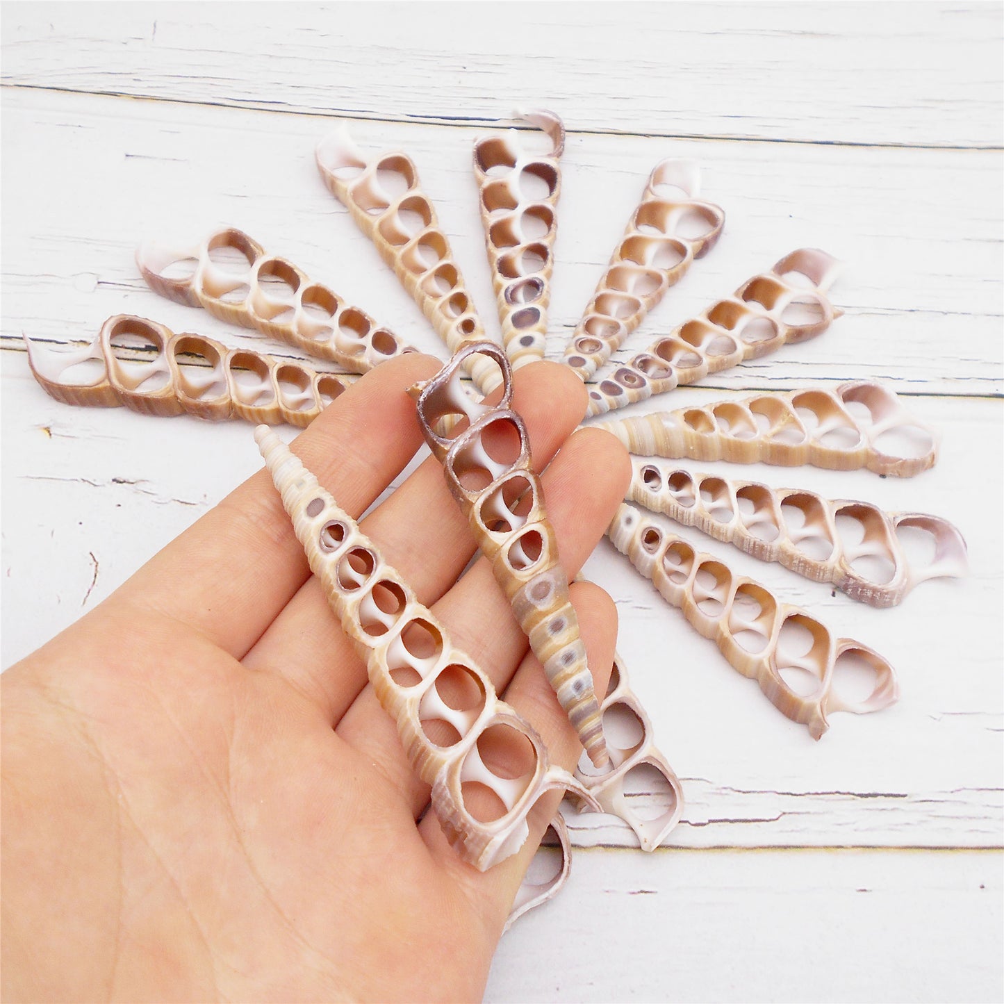 2Pcs Slice Conch Shell Bead Natural Spiral Cowrie Shell DIY Jewelry Accessory Home Fish Tank Aquarium Decor 50-70mm