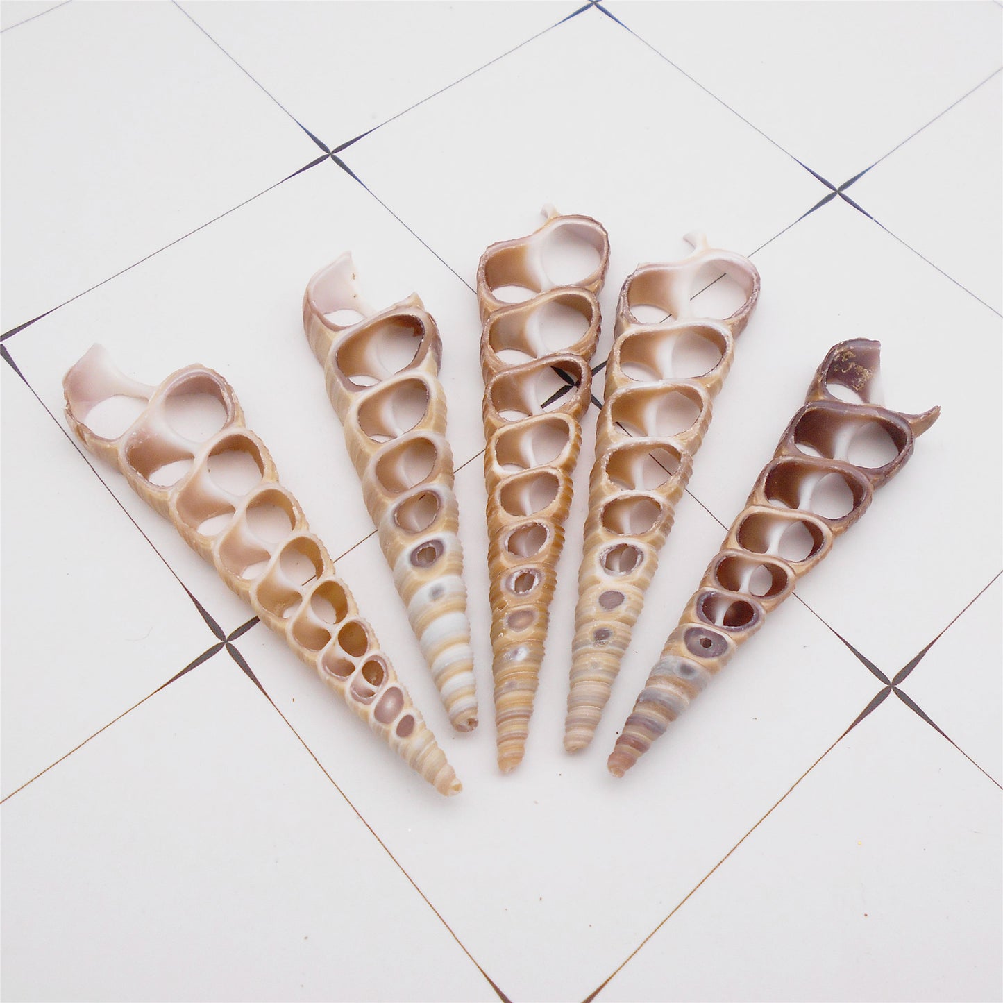 2Pcs Slice Conch Shell Bead Natural Spiral Cowrie Shell DIY Jewelry Accessory Home Fish Tank Aquarium Decor 50-70mm
