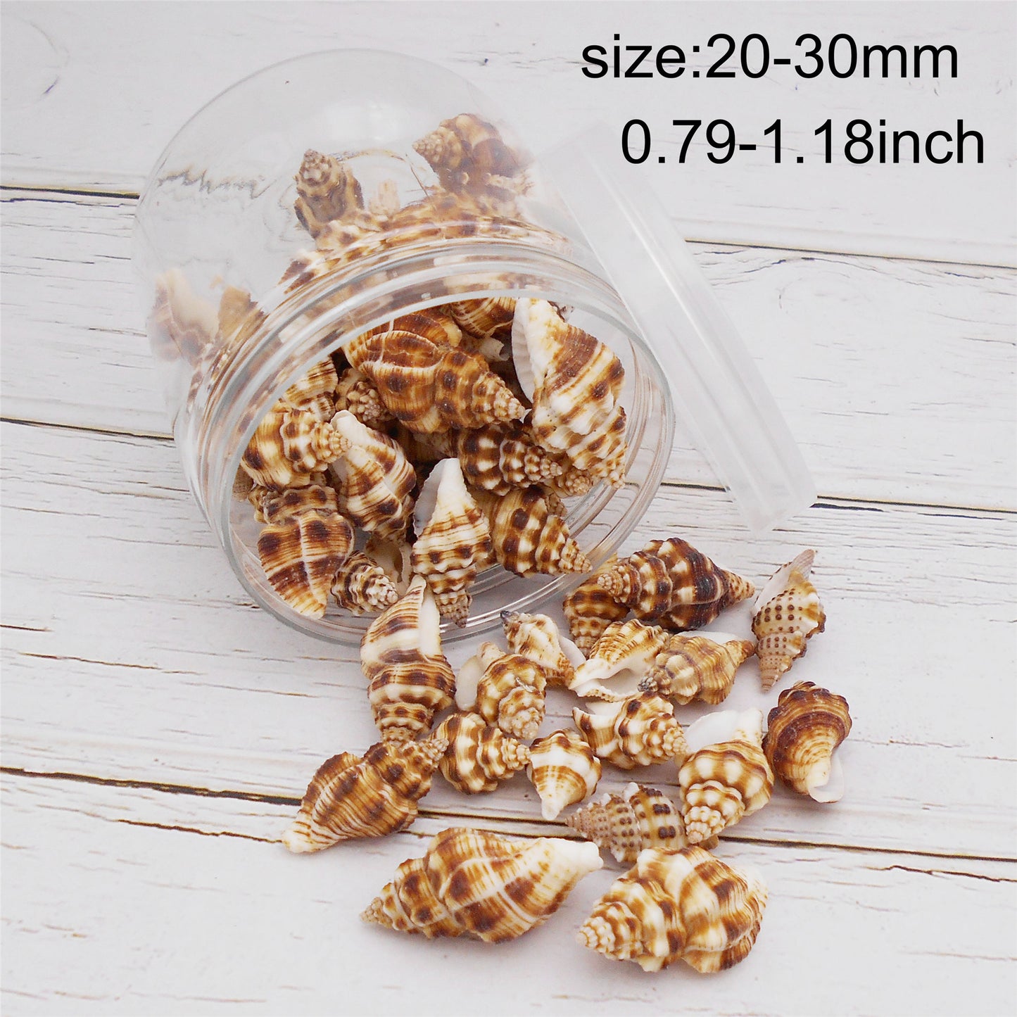 100g One Box of Drilled Hole Shell Conch Whelk for Craft DIY Jewelry Necklace Earring Bracelet Making Home Decoration Phone Frame Candle Making