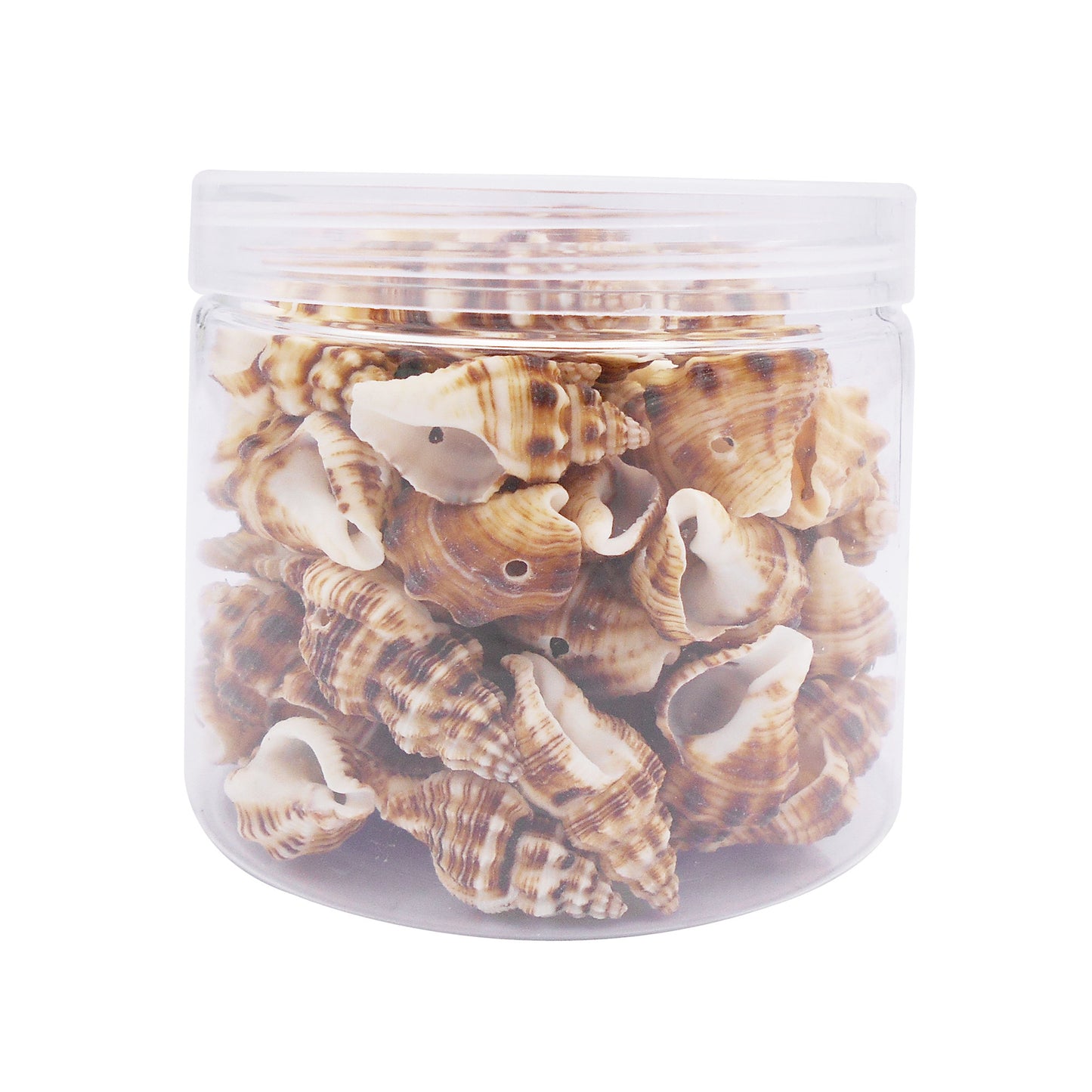 100g One Box of Drilled Hole Shell Conch Whelk for Craft DIY Jewelry Necklace Earring Bracelet Making Home Decoration Phone Frame Candle Making
