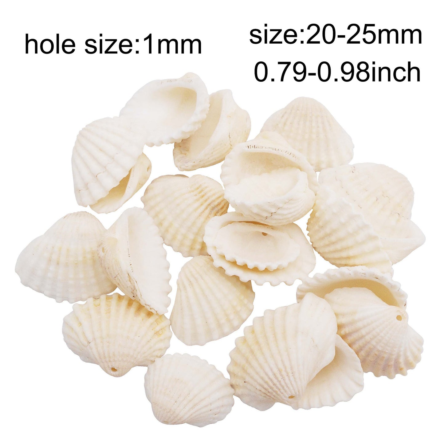 80g One Jar of Drilled Scallop Shell Sea Shell with Hole White for Craft DIY Jewelry Necklace Earring Bracelet Making Home Decoration Phone Frame Candle Making 2-2.5cm