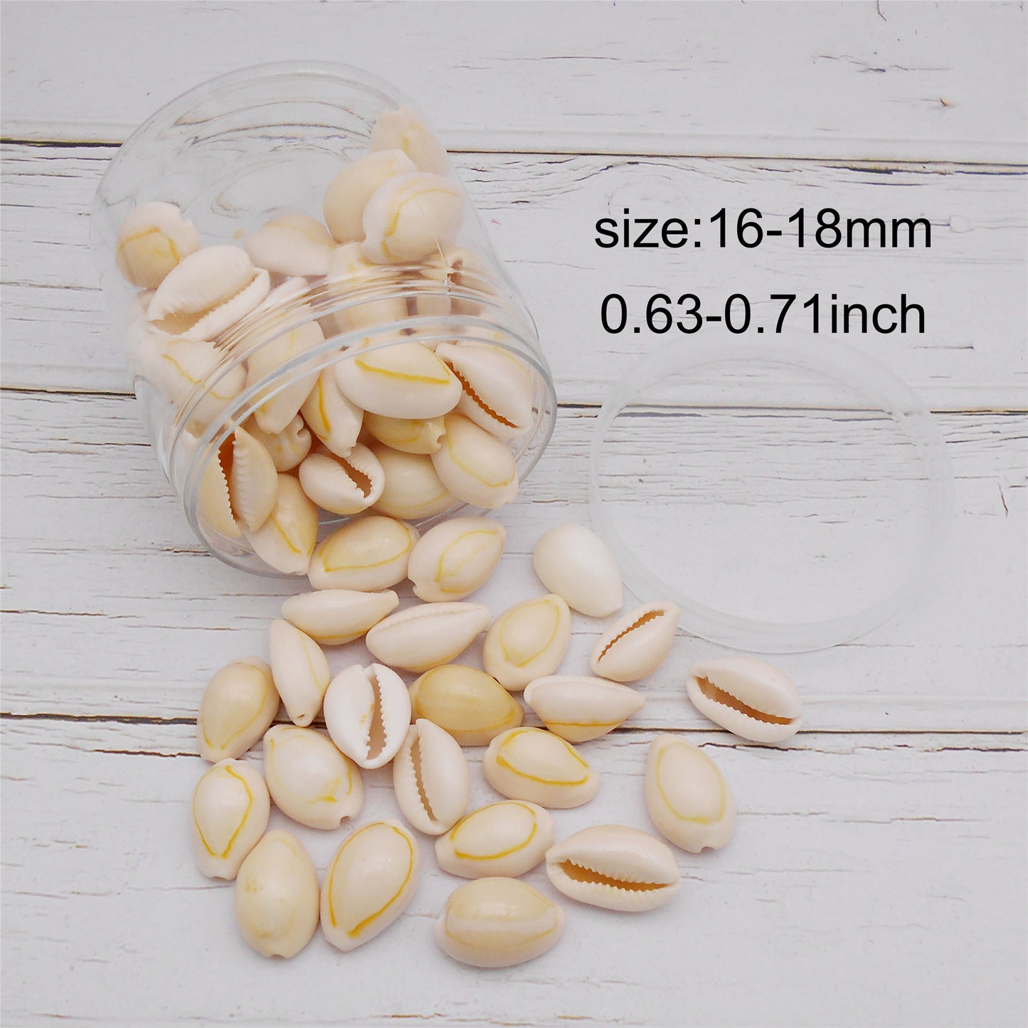 90g One Jar of Natural Shell Conch Beach Gold-ringer Cowrie Real Conch Shells for DIY Jewelry Making, Art Crafts Supplies, Home & Aquarium & Fish Tank Decor