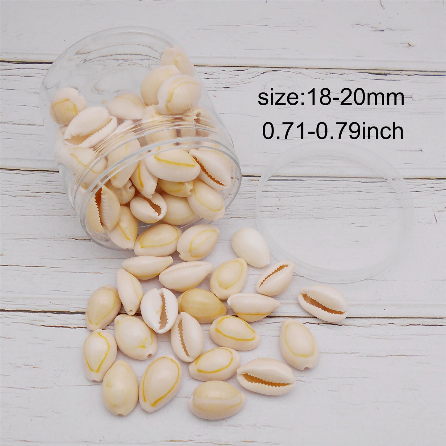 90g One Jar of Natural Shell Conch Beach Gold-ringer Cowrie Real Conch Shells for DIY Jewelry Making, Art Crafts Supplies, Home & Aquarium & Fish Tank Decor