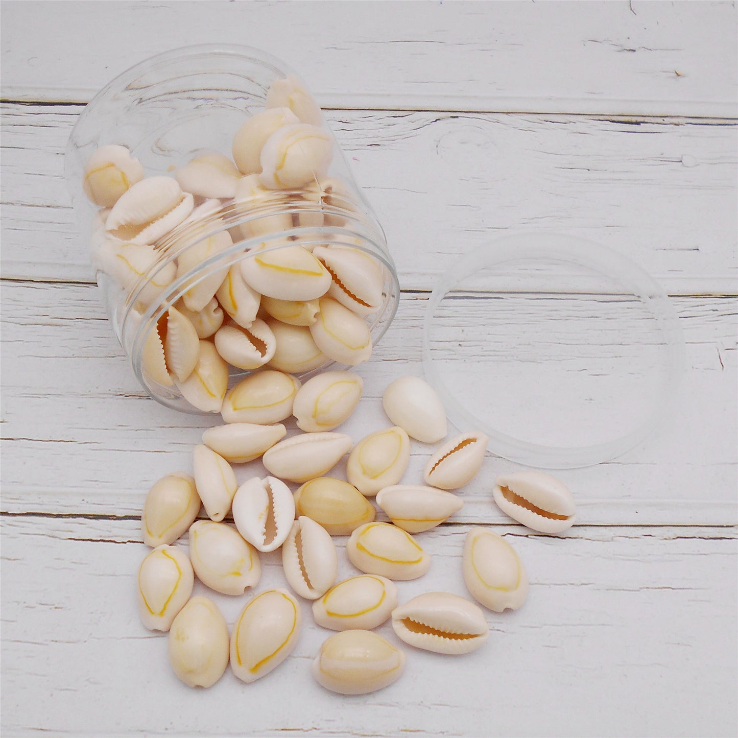 90g One Jar of Natural Shell Conch Beach Gold-ringer Cowrie Real Conch Shells for DIY Jewelry Making, Art Crafts Supplies, Home & Aquarium & Fish Tank Decor