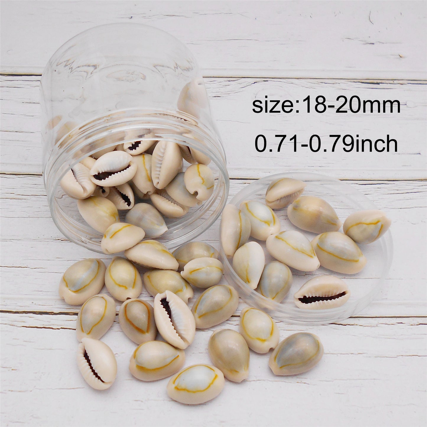 90g One Jar of Natural Shell Conch Beach Gold-ringer Cowrie Real Conch Shells for DIY Jewelry Making, Art Crafts Supplies, Home & Aquarium & Fish Tank Decor