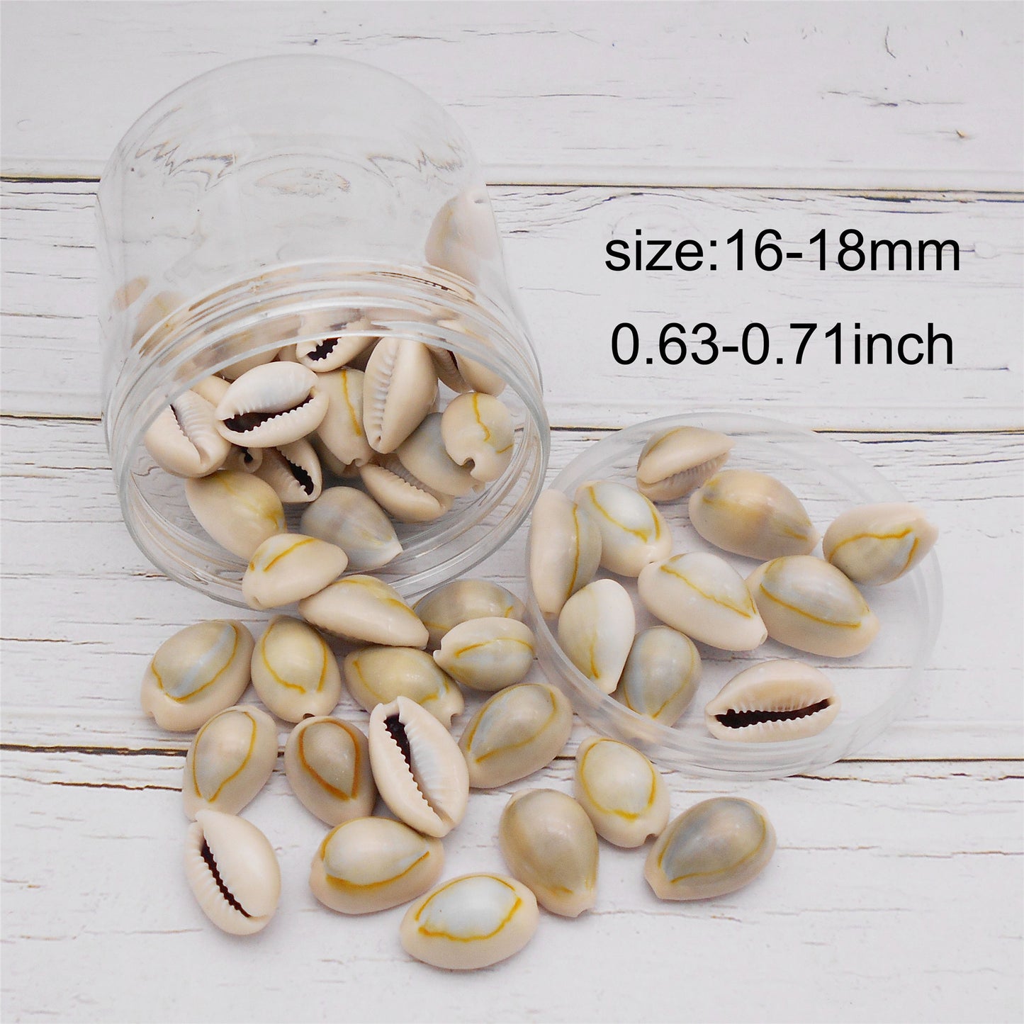 90g One Jar of Natural Shell Conch Beach Gold-ringer Cowrie Real Conch Shells for DIY Jewelry Making, Art Crafts Supplies, Home & Aquarium & Fish Tank Decor