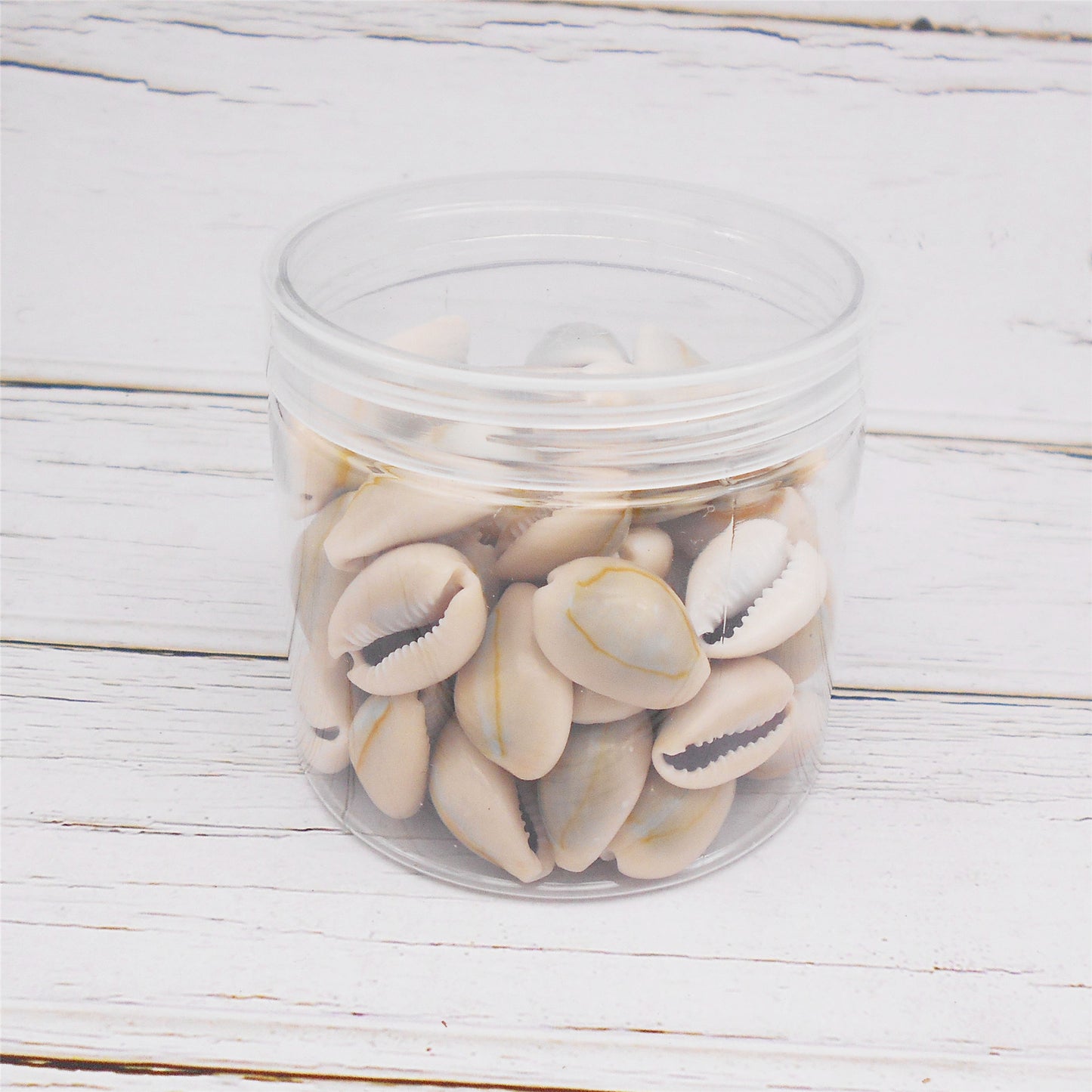90g One Jar of Natural Shell Conch Beach Gold-ringer Cowrie Real Conch Shells for DIY Jewelry Making, Art Crafts Supplies, Home & Aquarium & Fish Tank Decor