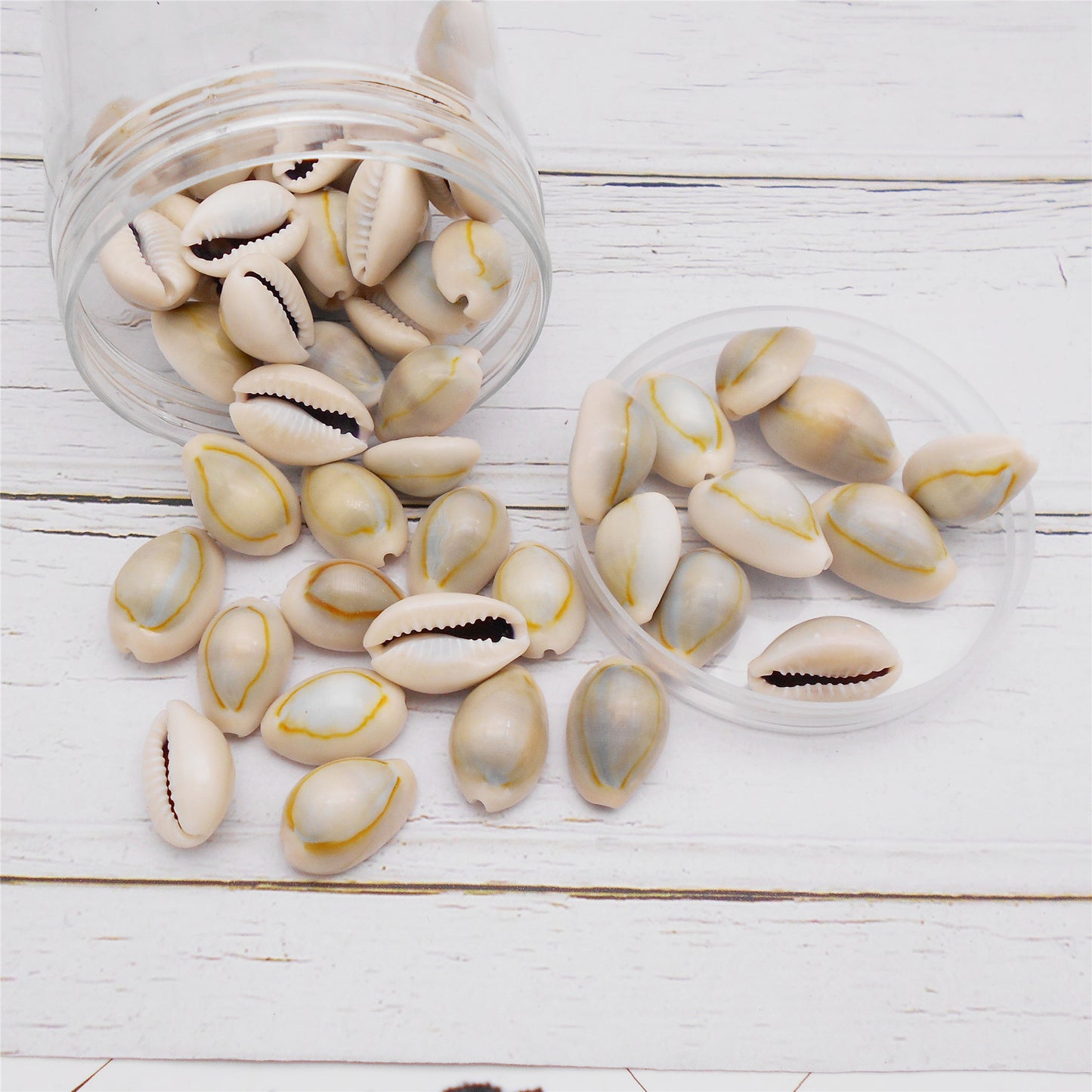 90g One Jar of Natural Shell Conch Beach Gold-ringer Cowrie Real Conch Shells for DIY Jewelry Making, Art Crafts Supplies, Home & Aquarium & Fish Tank Decor