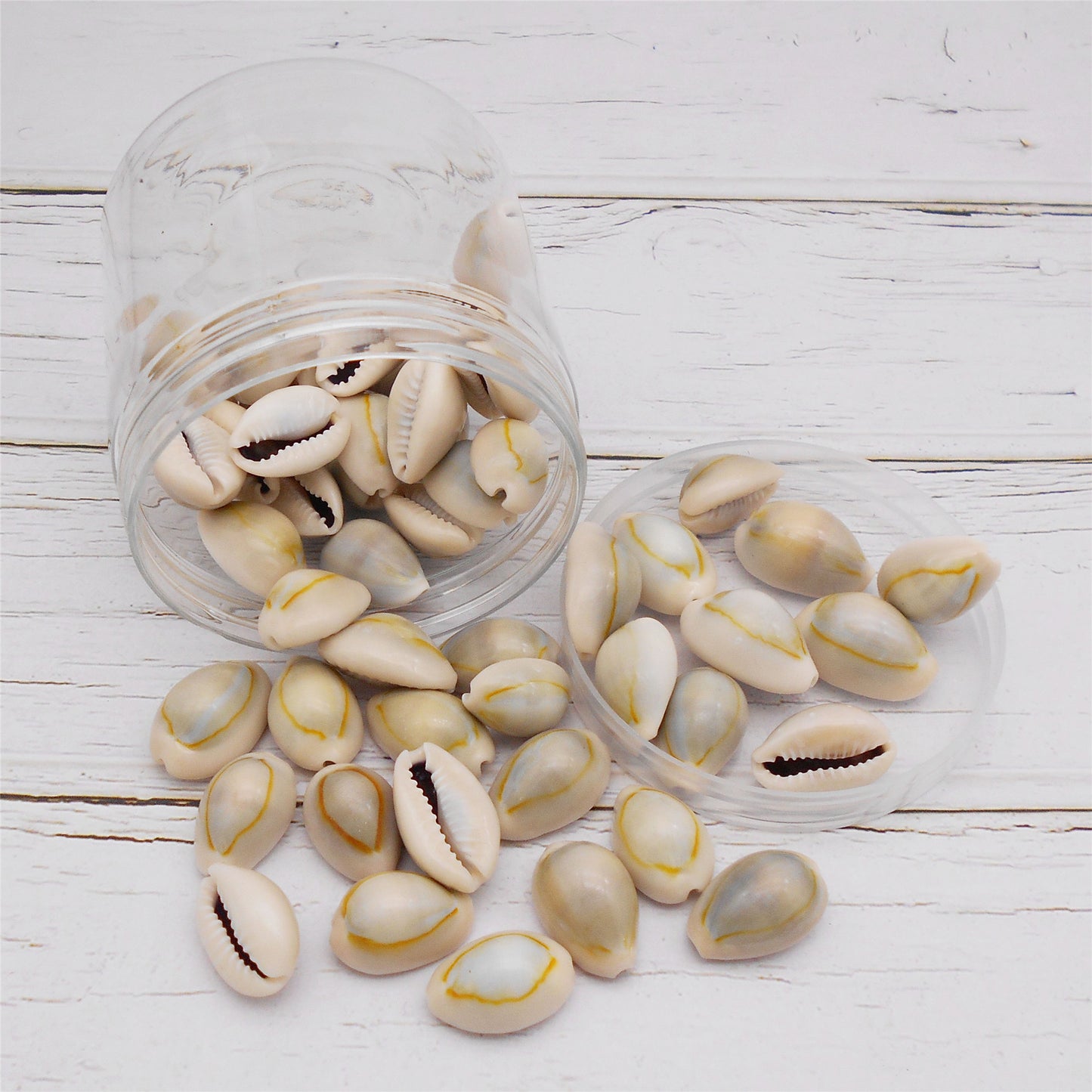 90g One Jar of Natural Shell Conch Beach Gold-ringer Cowrie Real Conch Shells for DIY Jewelry Making, Art Crafts Supplies, Home & Aquarium & Fish Tank Decor