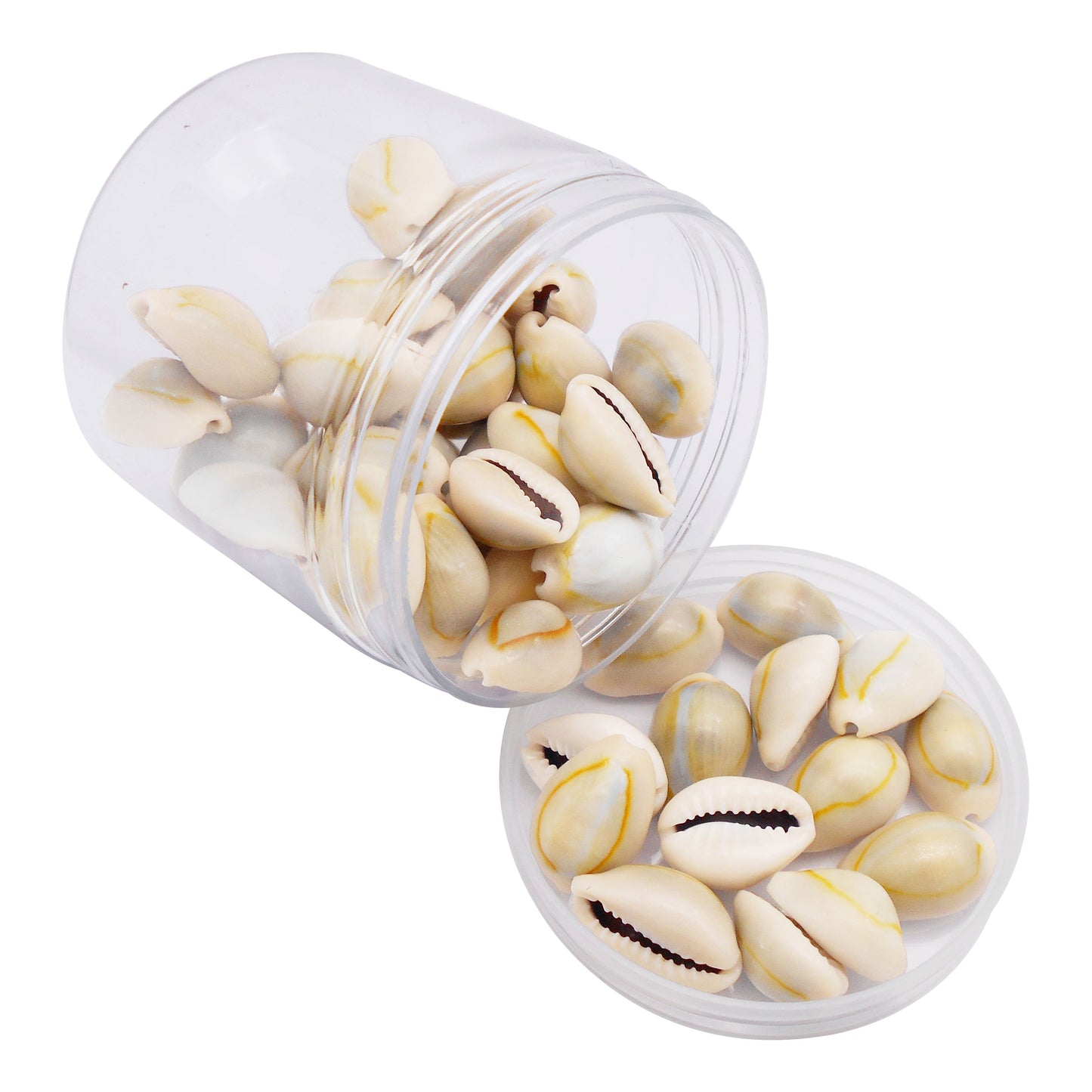 90g One Jar of Natural Shell Conch Beach Gold-ringer Cowrie Real Conch Shells for DIY Jewelry Making, Art Crafts Supplies, Home & Aquarium & Fish Tank Decor