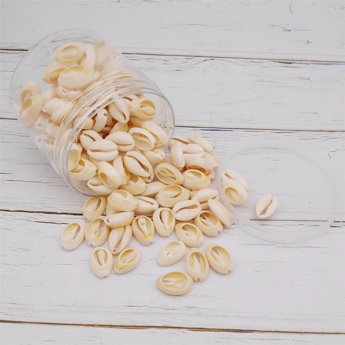 90g One Plastic Jar of Golden-ringer Cowrie, Slice Cowrie Natural Sea Shell Conch Beach Conch for DIY Crafts Supplies, Jewelry Making, Bag Purse Dangling Decor, Fish Tank Aquarium Decoration