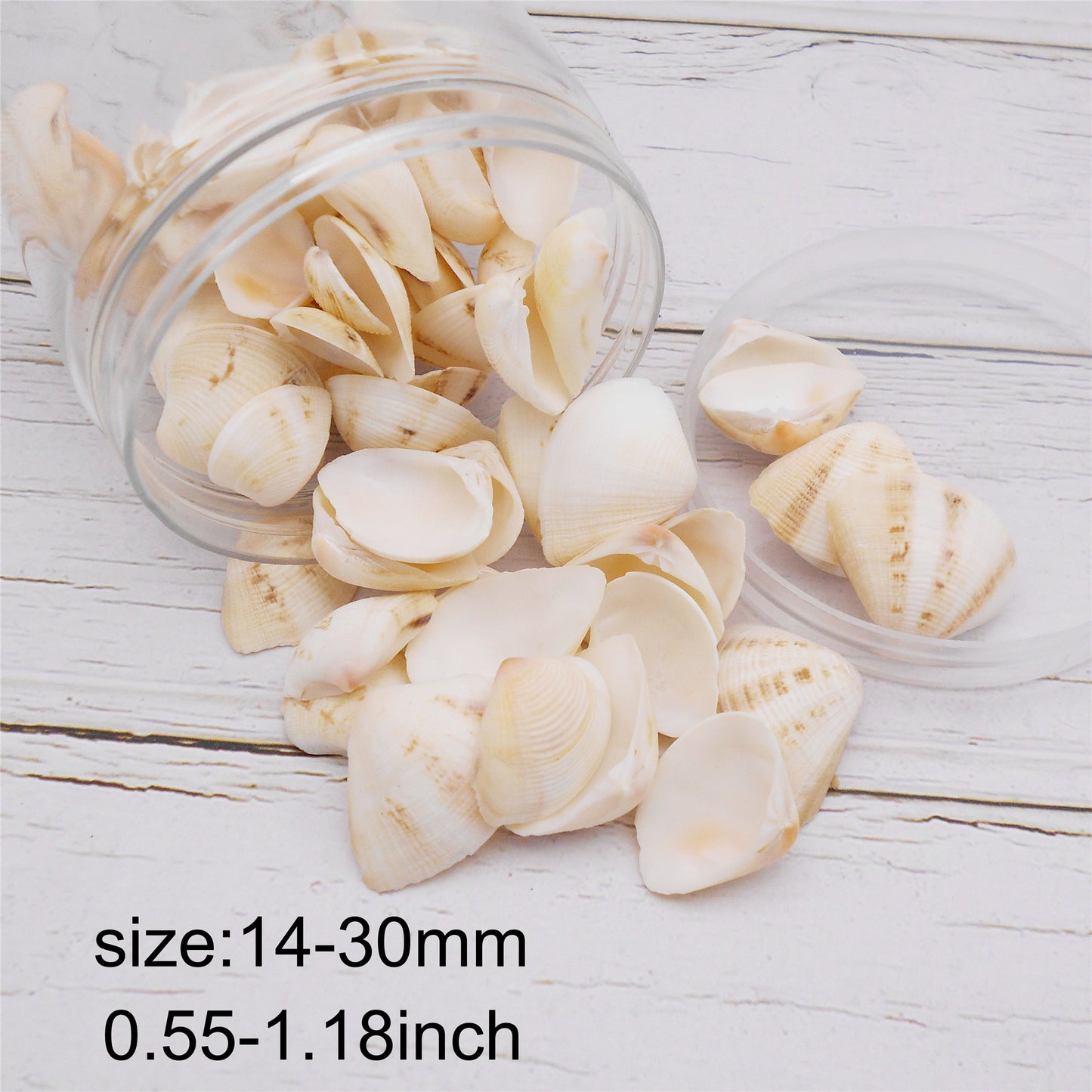 80g One Jar of White Whelk Shell Sea Shell for Craft DIY Jewelry Necklace Earring Bracelet Making Home Decoration Phone Frame Candle Making