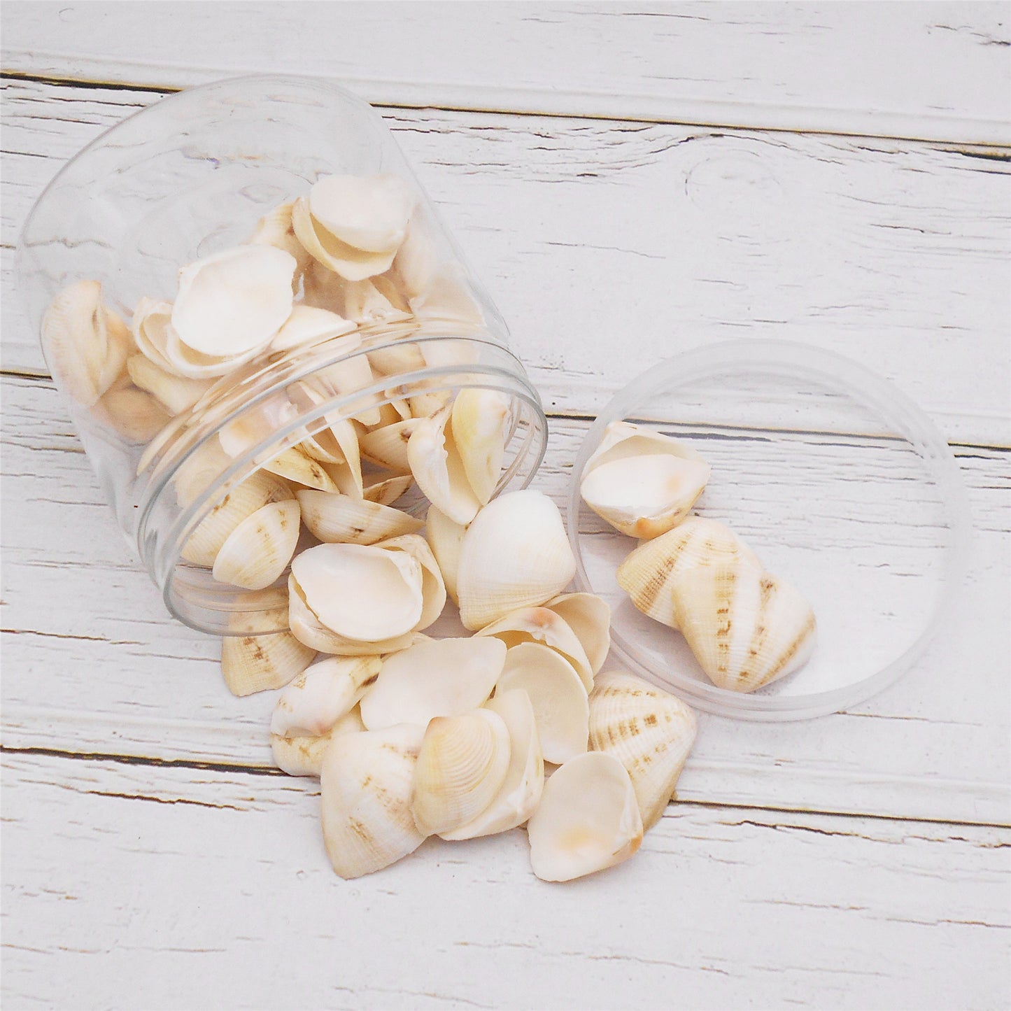 80g One Jar of White Whelk Shell Sea Shell for Craft DIY Jewelry Necklace Earring Bracelet Making Home Decoration Phone Frame Candle Making