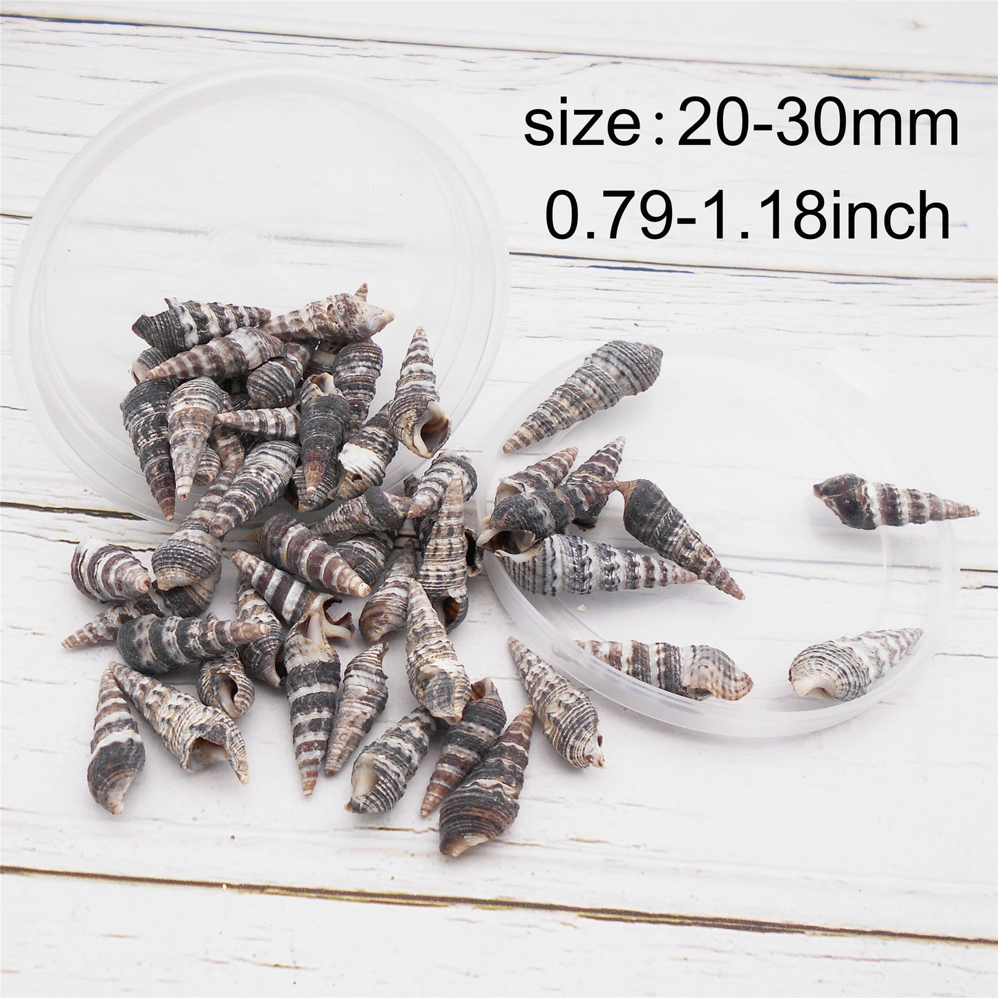 30g One Box of Black Snail Shell Natural Conch Shell Beach Conch Shells for DIY Jewelry Making Art Crafts Decor Fish Tank Aquarium Decoration