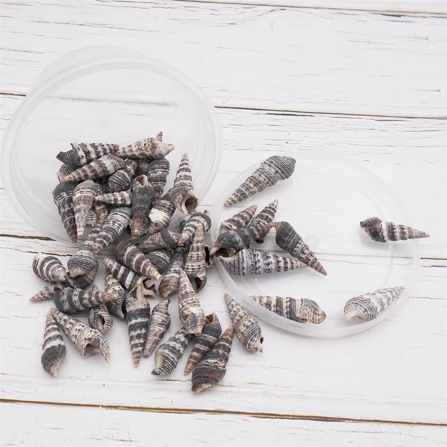 30g One Box of Black Snail Shell Natural Conch Shell Beach Conch Shells for DIY Jewelry Making Art Crafts Decor Fish Tank Aquarium Decoration
