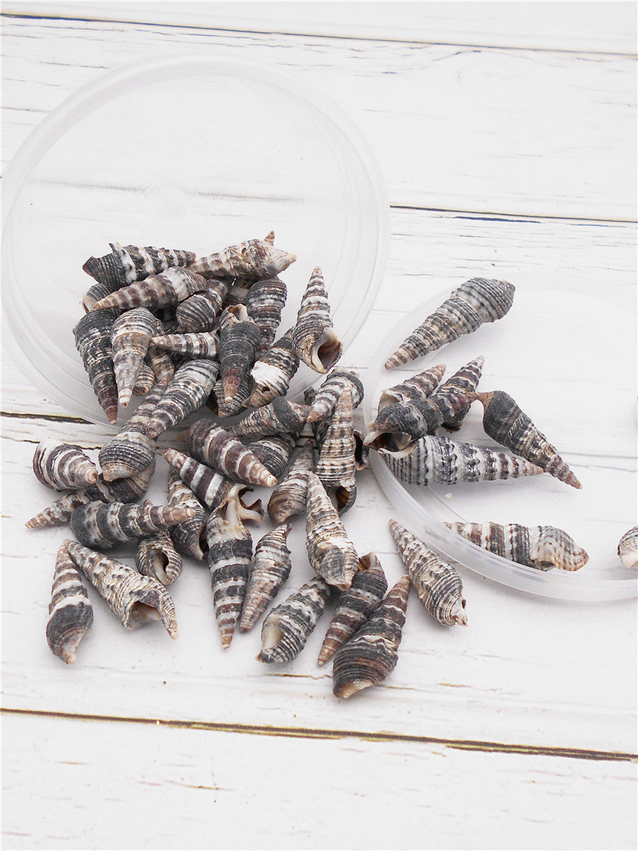 30g One Box of Black Snail Shell Natural Conch Shell Beach Conch Shells for DIY Jewelry Making Art Crafts Decor Fish Tank Aquarium Decoration