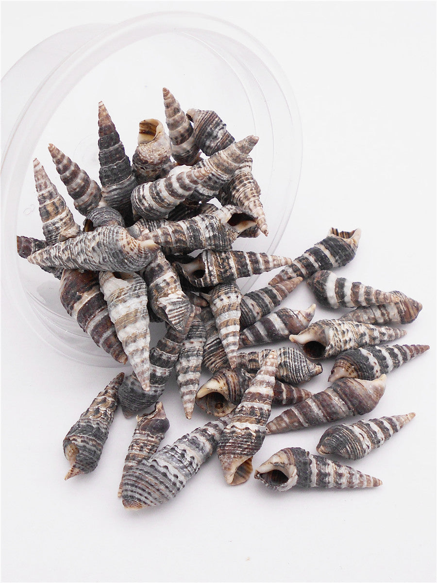 30g One Box of Black Snail Shell Natural Conch Shell Beach Conch Shells for DIY Jewelry Making Art Crafts Decor Fish Tank Aquarium Decoration