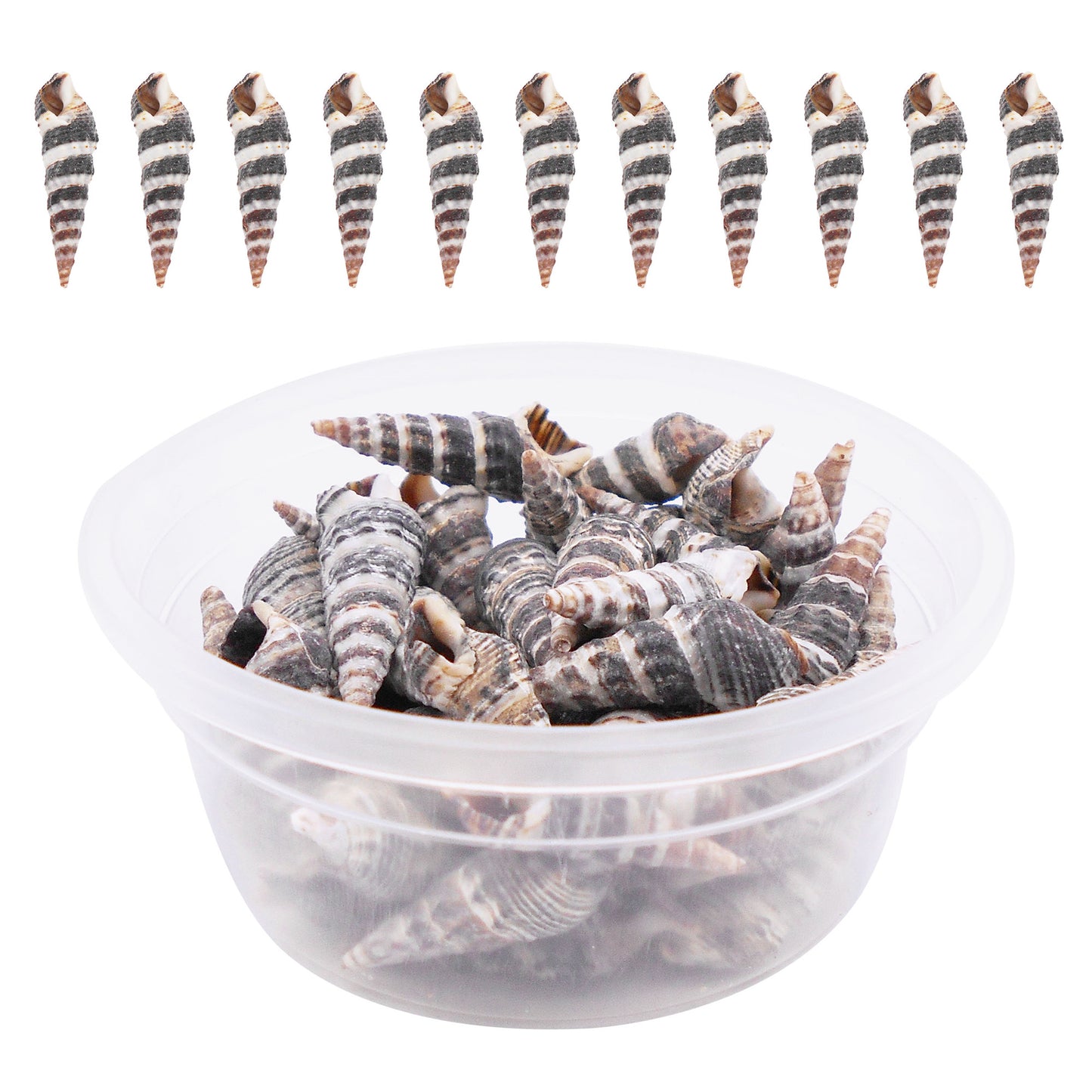 30g One Box of Black Snail Shell Natural Conch Shell Beach Conch Shells for DIY Jewelry Making Art Crafts Decor Fish Tank Aquarium Decoration