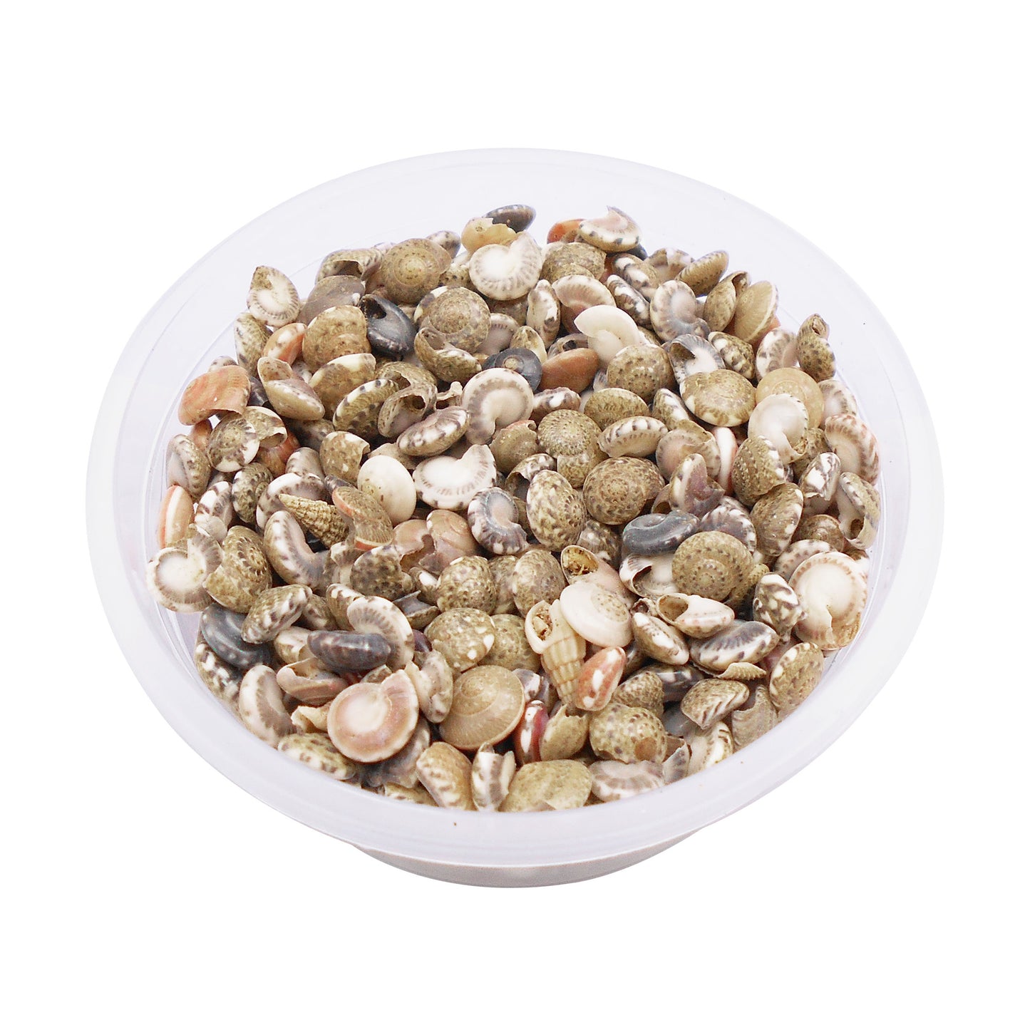 40g One Box of Natural Conch Shells Tiny Flat Spiral Shells for Jewelry Making, DIY Crafts Supplies, Home & Fish Tank Decor