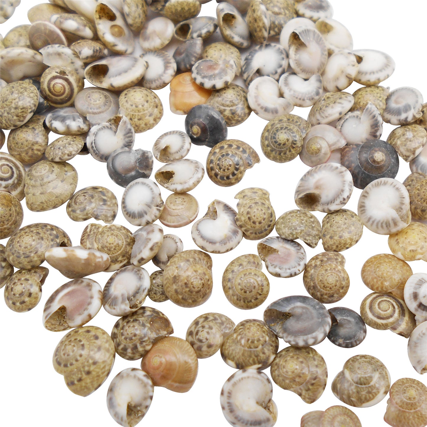 40g One Box of Natural Conch Shells Tiny Flat Spiral Shells for Jewelry Making, DIY Crafts Supplies, Home & Fish Tank Decor