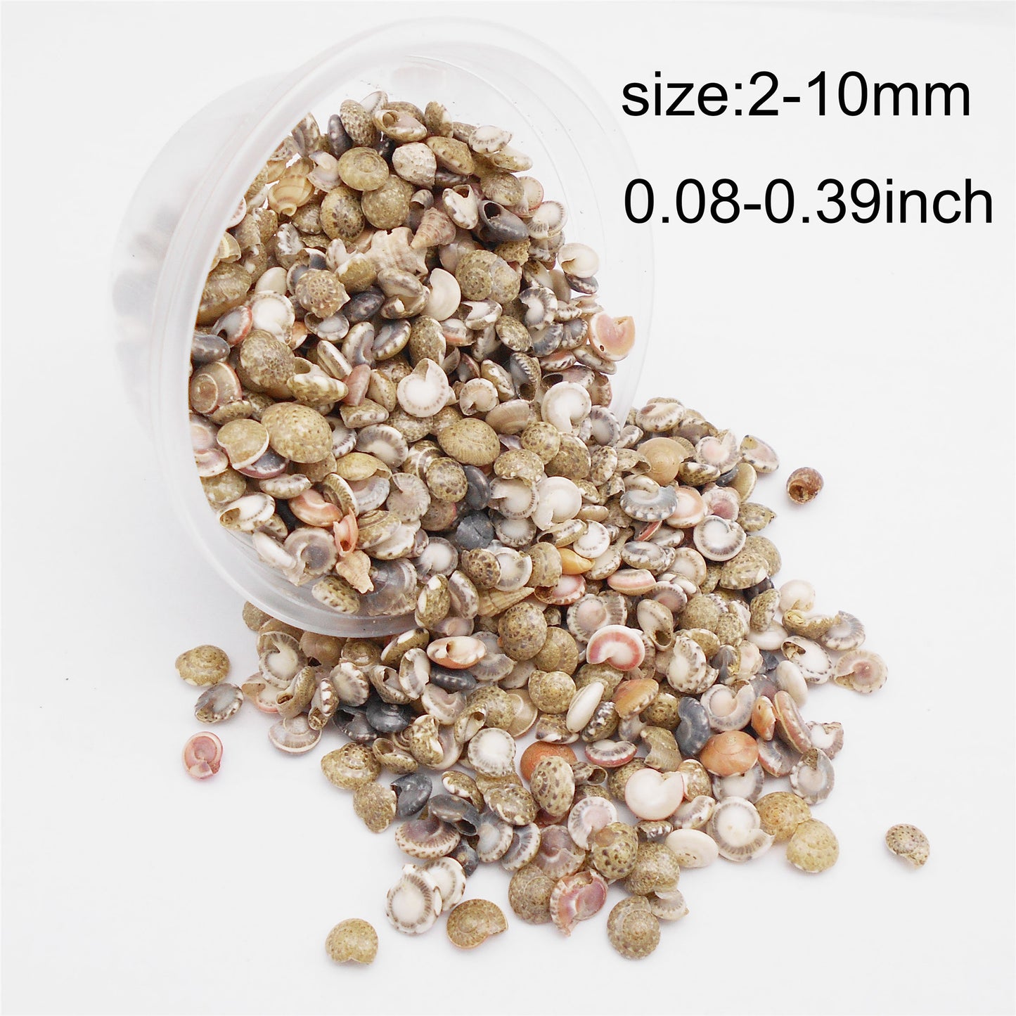 40g One Box of Natural Conch Shells Tiny Flat Spiral Shells for Jewelry Making, DIY Crafts Supplies, Home & Fish Tank Decor