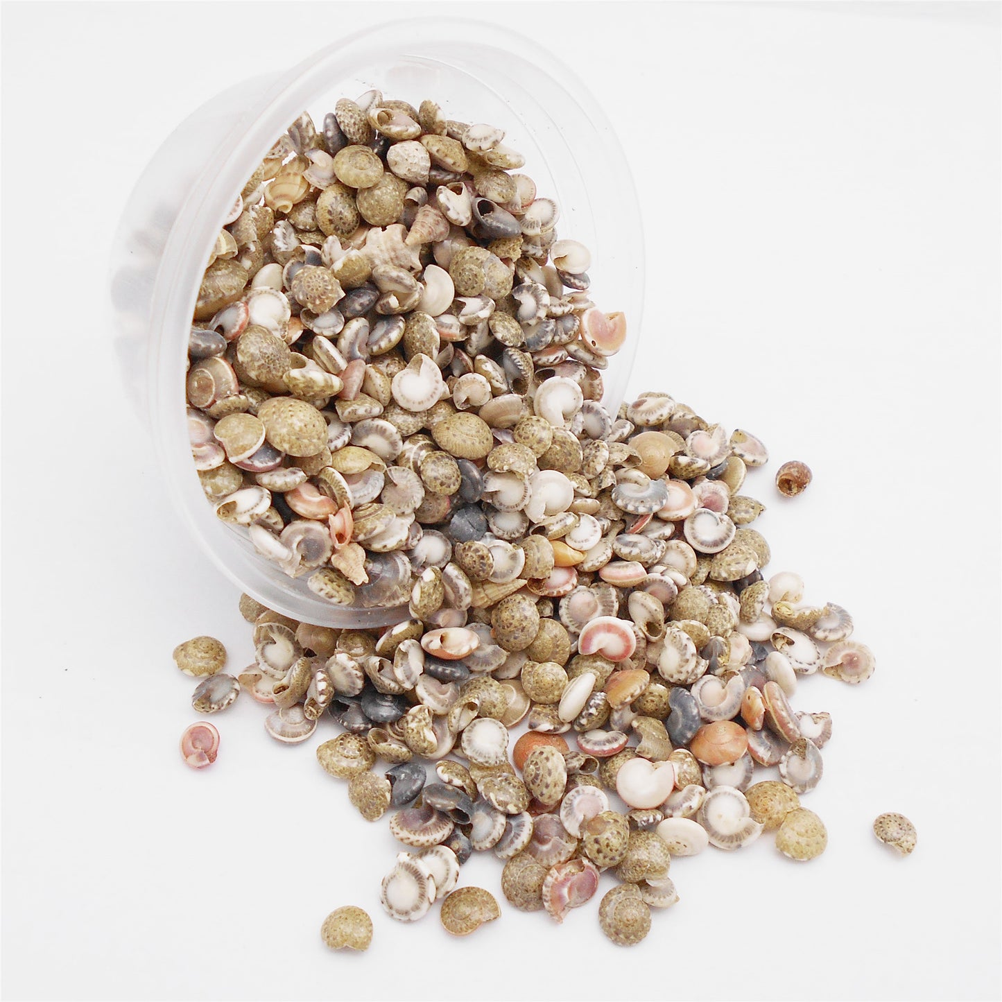 40g One Box of Natural Conch Shells Tiny Flat Spiral Shells for Jewelry Making, DIY Crafts Supplies, Home & Fish Tank Decor