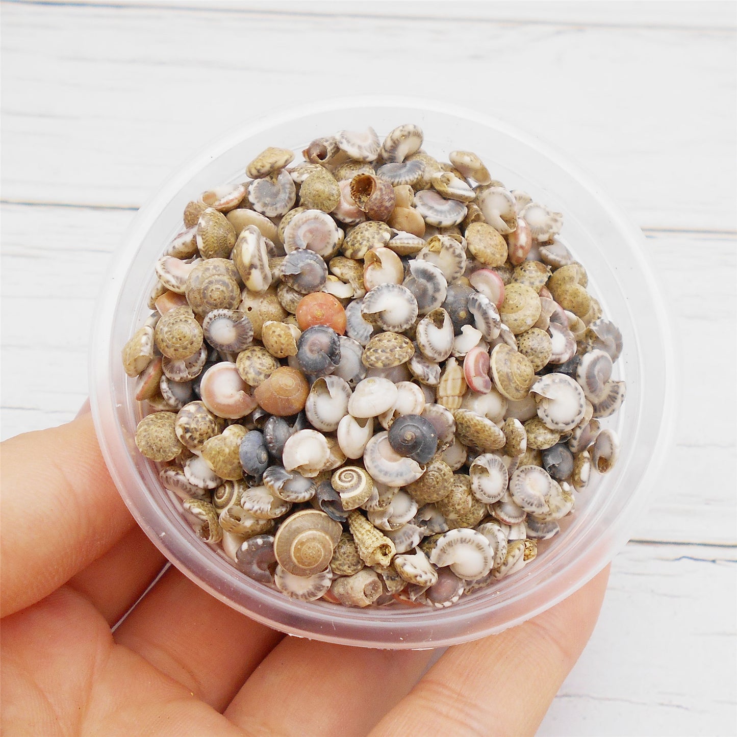 40g One Box of Natural Conch Shells Tiny Flat Spiral Shells for Jewelry Making, DIY Crafts Supplies, Home & Fish Tank Decor