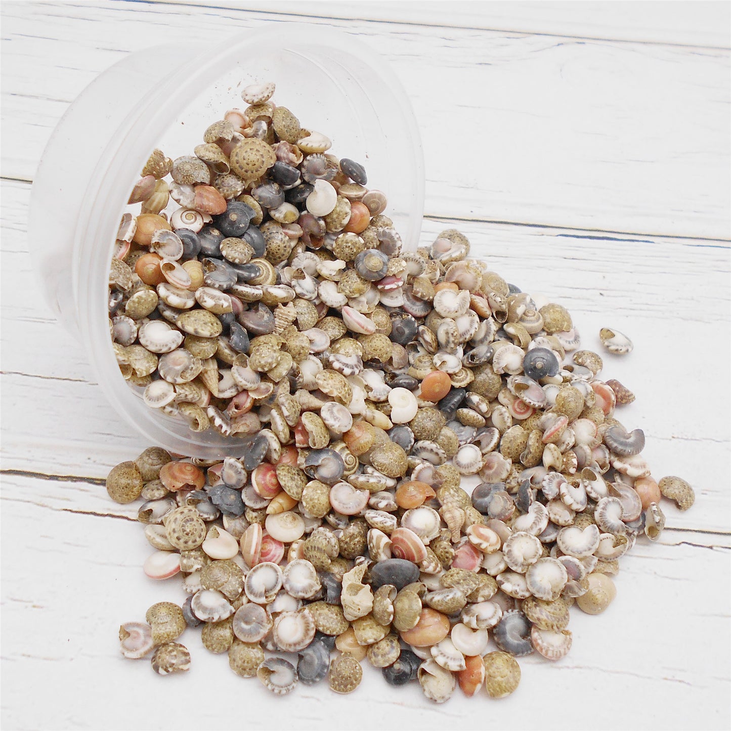 40g One Box of Natural Conch Shells Tiny Flat Spiral Shells for Jewelry Making, DIY Crafts Supplies, Home & Fish Tank Decor