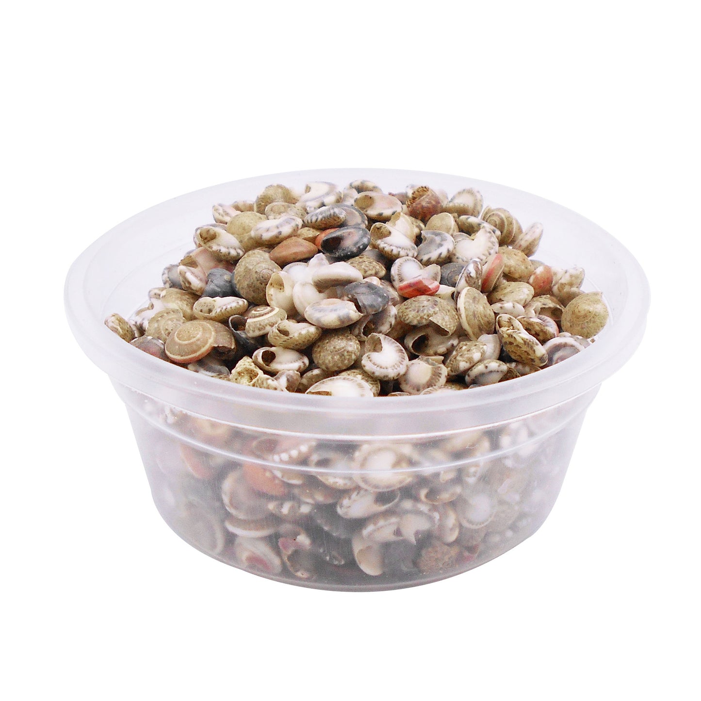 40g One Box of Natural Conch Shells Tiny Flat Spiral Shells for Jewelry Making, DIY Crafts Supplies, Home & Fish Tank Decor
