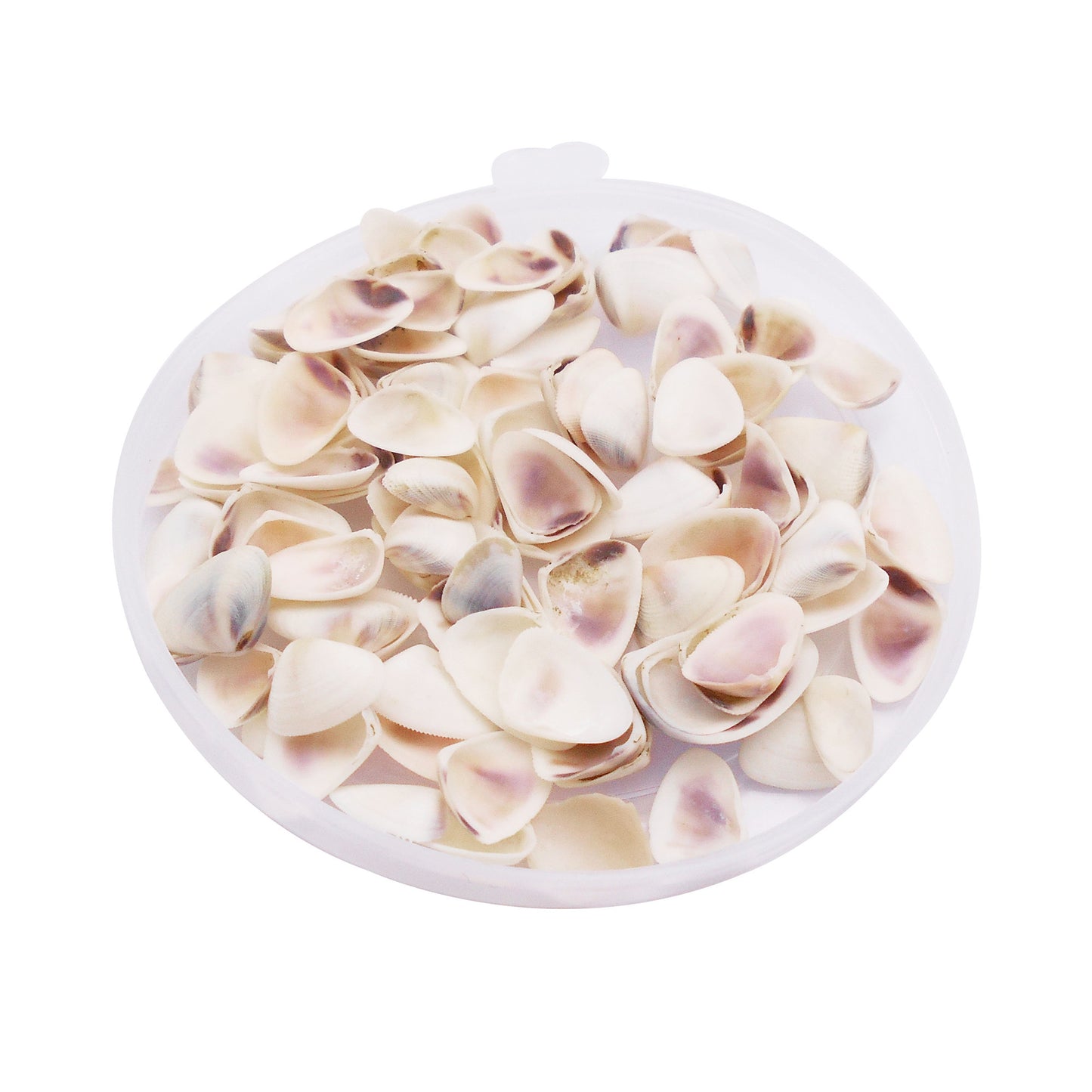 30g One Box of White Conch Shell Tiny Natural Clam Scallop Shells for Beach Wedding & Ocean Party Decor, DIY Crafts Supplies, Home & Aquarium & Fish Tank Decor