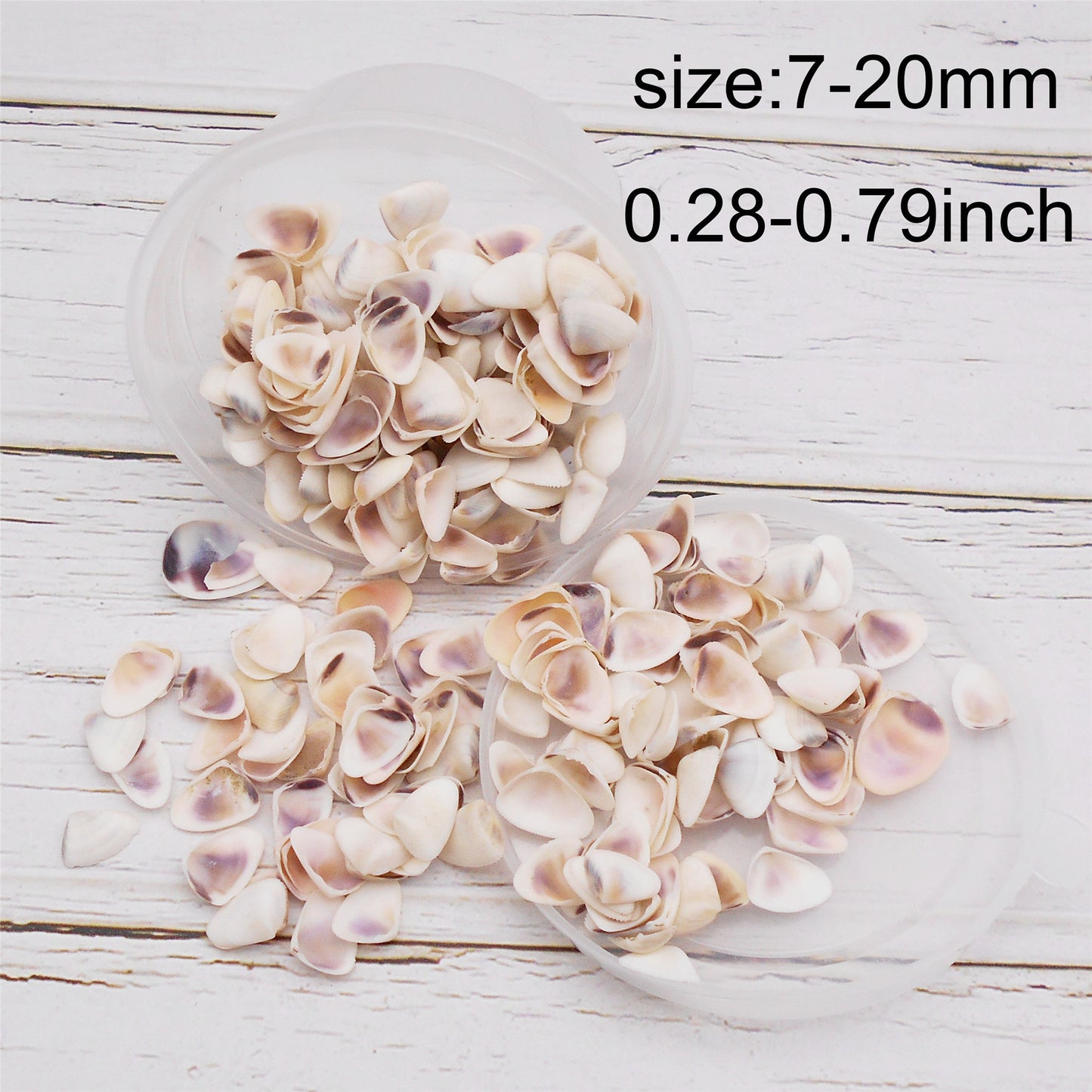 30g One Box of White Conch Shell Tiny Natural Clam Scallop Shells for Beach Wedding & Ocean Party Decor, DIY Crafts Supplies, Home & Aquarium & Fish Tank Decor