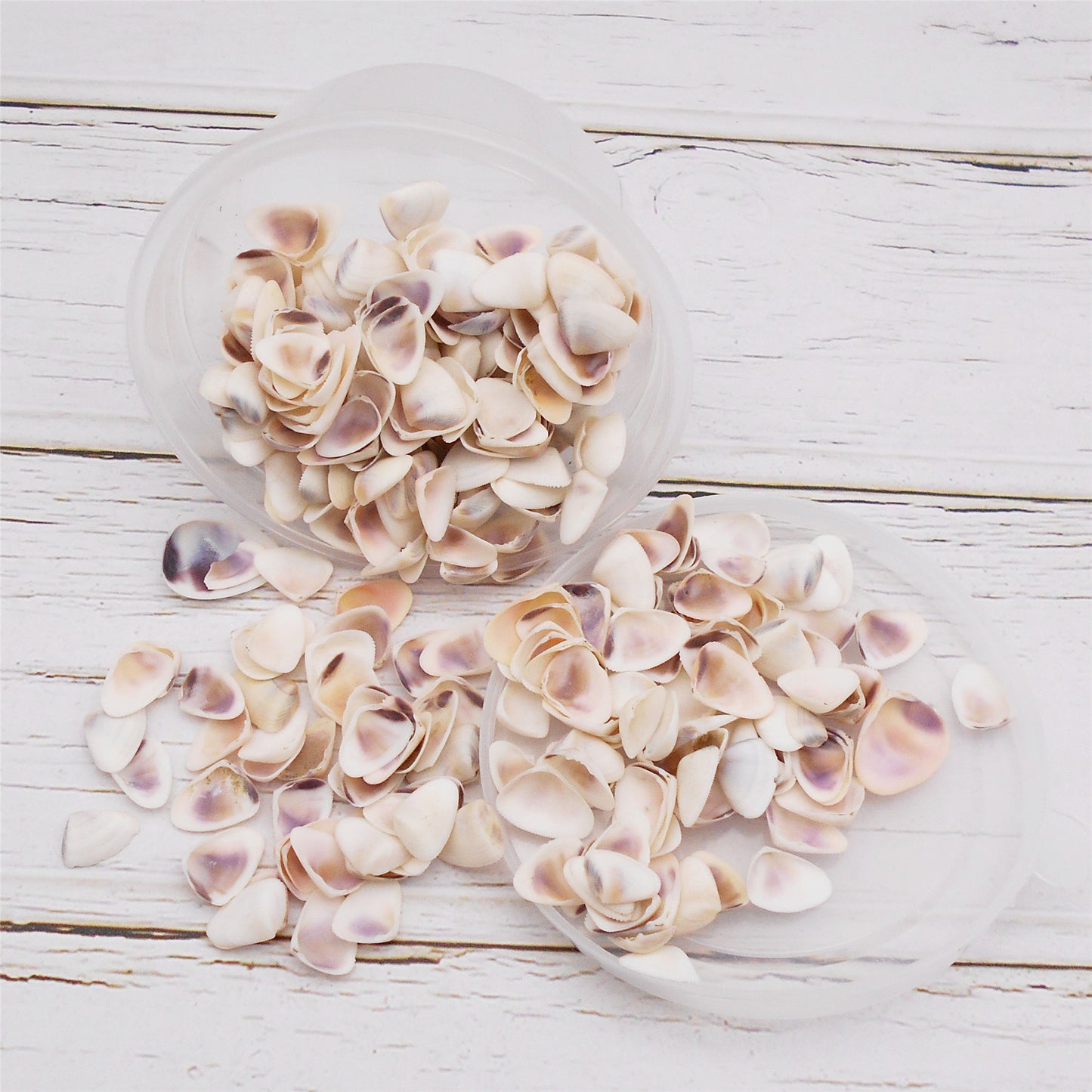 30g One Box of White Conch Shell Tiny Natural Clam Scallop Shells for Beach Wedding & Ocean Party Decor, DIY Crafts Supplies, Home & Aquarium & Fish Tank Decor