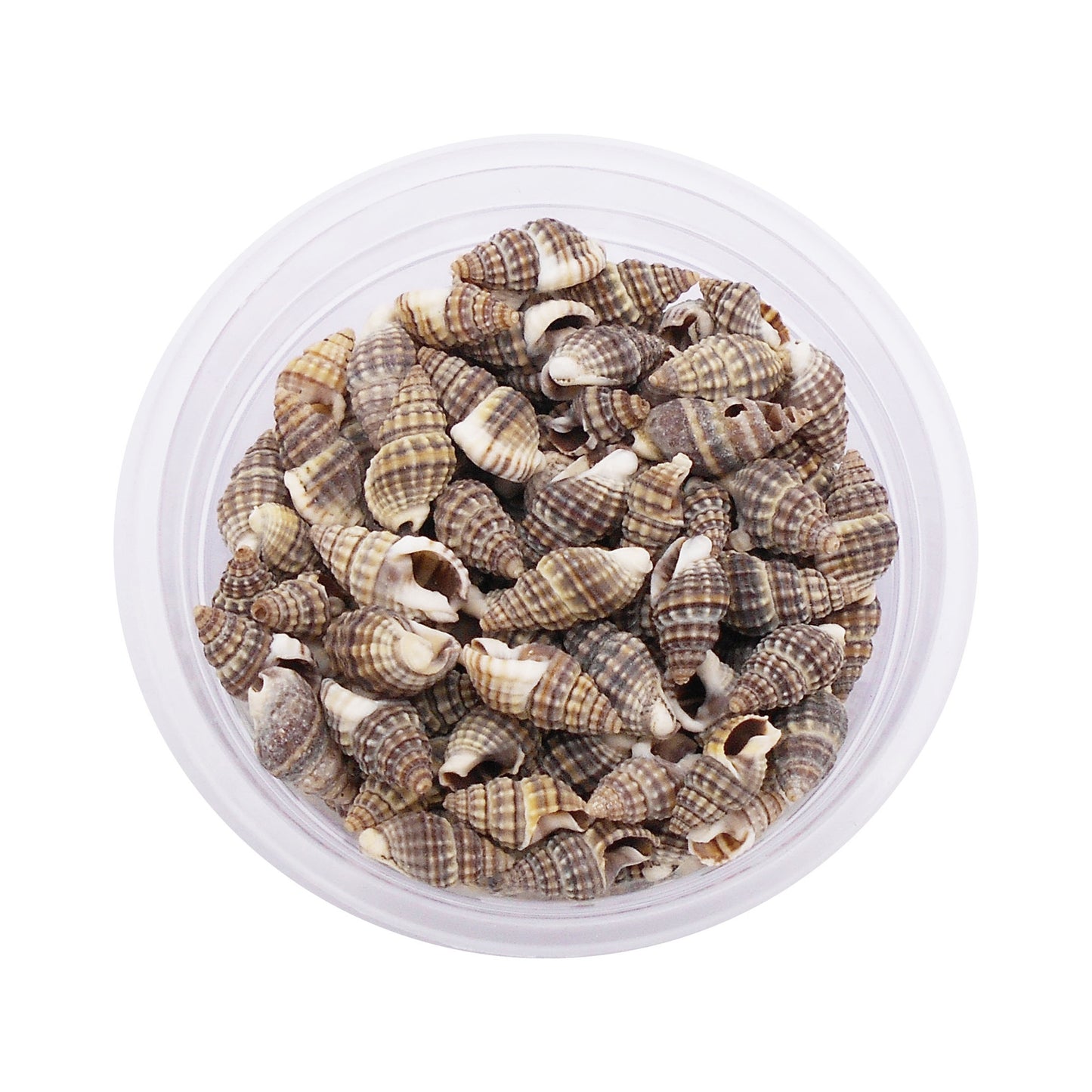 30g One Box of Natural Spiral Shell Beach Conch Shell Tiny See Shells for DIY Jewelry Making, Art Crafts Supplies, Aquarium Home Fish Tank Decor