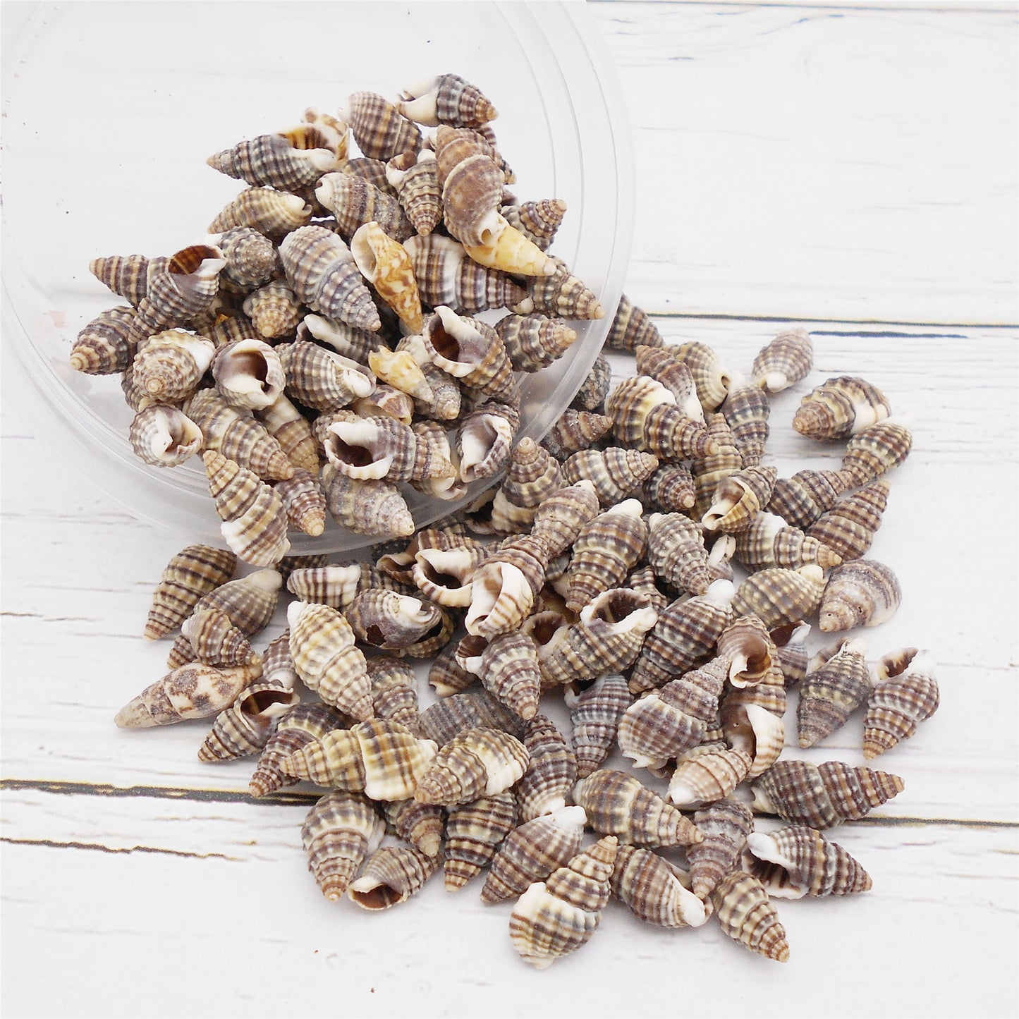 30g One Box of Natural Spiral Shell Beach Conch Shell Tiny See Shells for DIY Jewelry Making, Art Crafts Supplies, Aquarium Home Fish Tank Decor