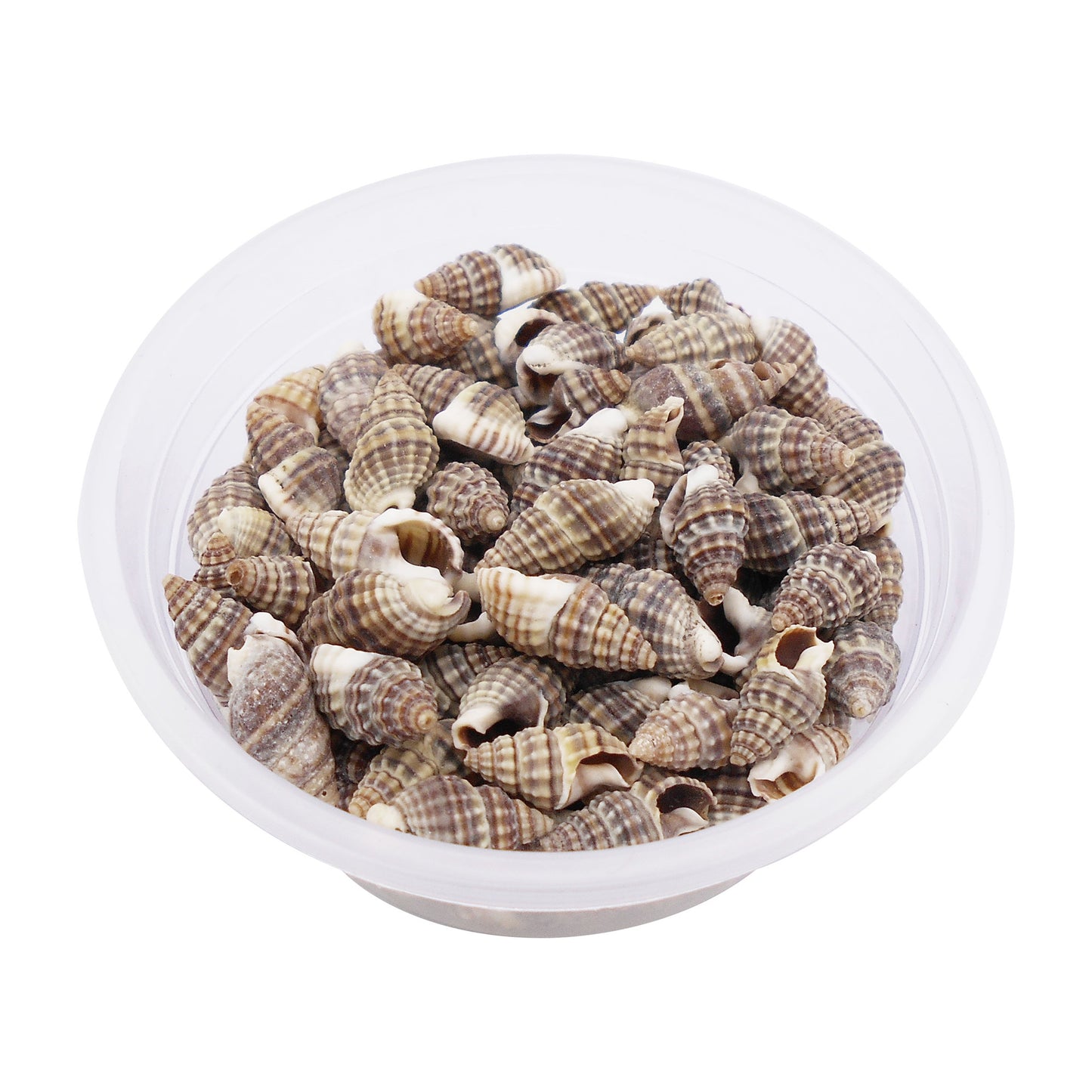 30g One Box of Natural Spiral Shell Beach Conch Shell Tiny See Shells for DIY Jewelry Making, Art Crafts Supplies, Aquarium Home Fish Tank Decor