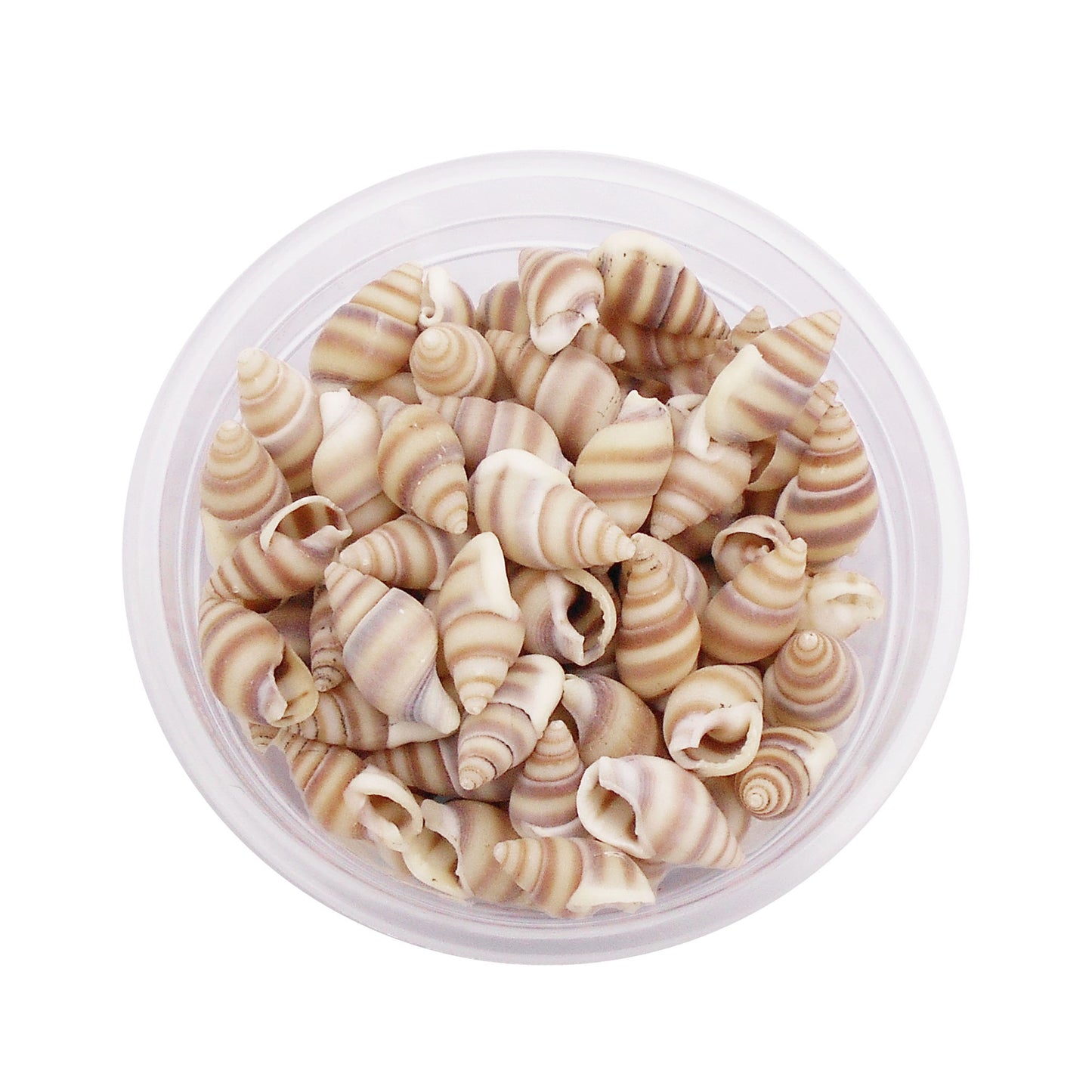 Striped Marine Shells Tiny Spiral Conch Shells - 30g Box of Natural Seashells for DIY Crafts, Fish Tank Decor, Beach Wedding, Home Decor