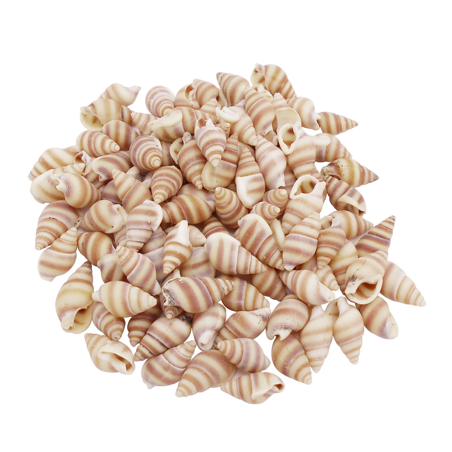 Striped Marine Shells Tiny Spiral Conch Shells - 30g Box of Natural Seashells for DIY Crafts, Fish Tank Decor, Beach Wedding, Home Decor