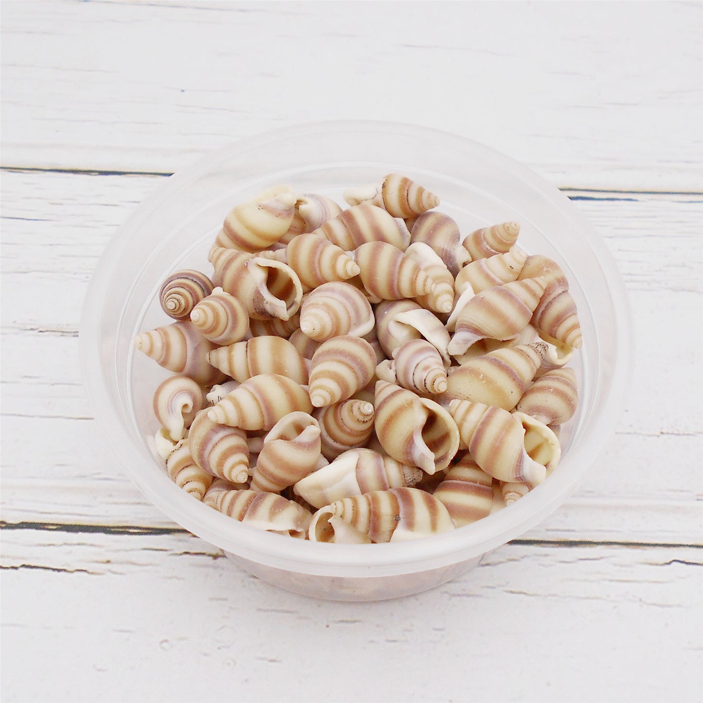 Striped Marine Shells Tiny Spiral Conch Shells - 30g Box of Natural Seashells for DIY Crafts, Fish Tank Decor, Beach Wedding, Home Decor