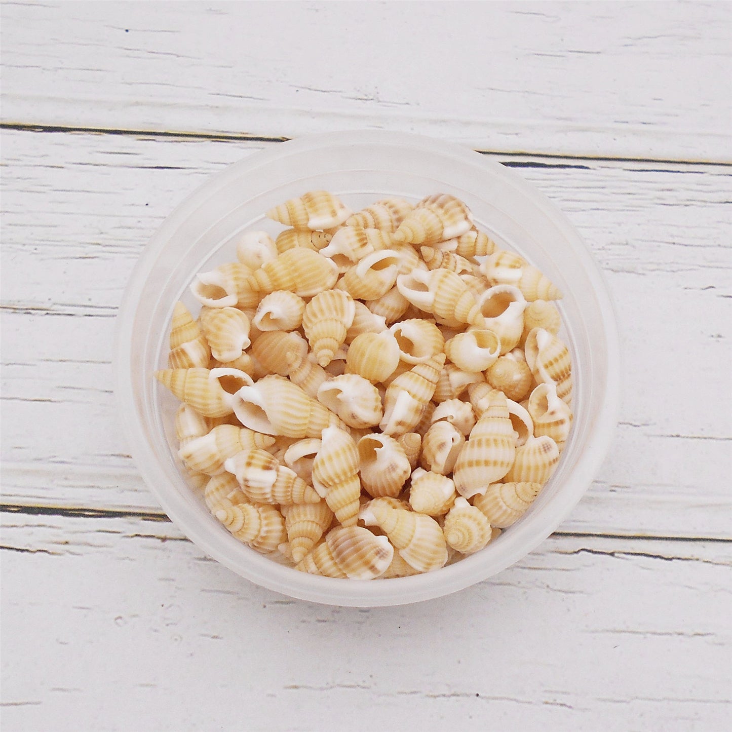 30g One Box of Marine Conch Shell 8-20mm Mixed Natural Yellow Rice Cowrie Beach Spiral Shell Beads for DIY Jewelry Making Sea Art Crafts Supplies Fish Tank Decor