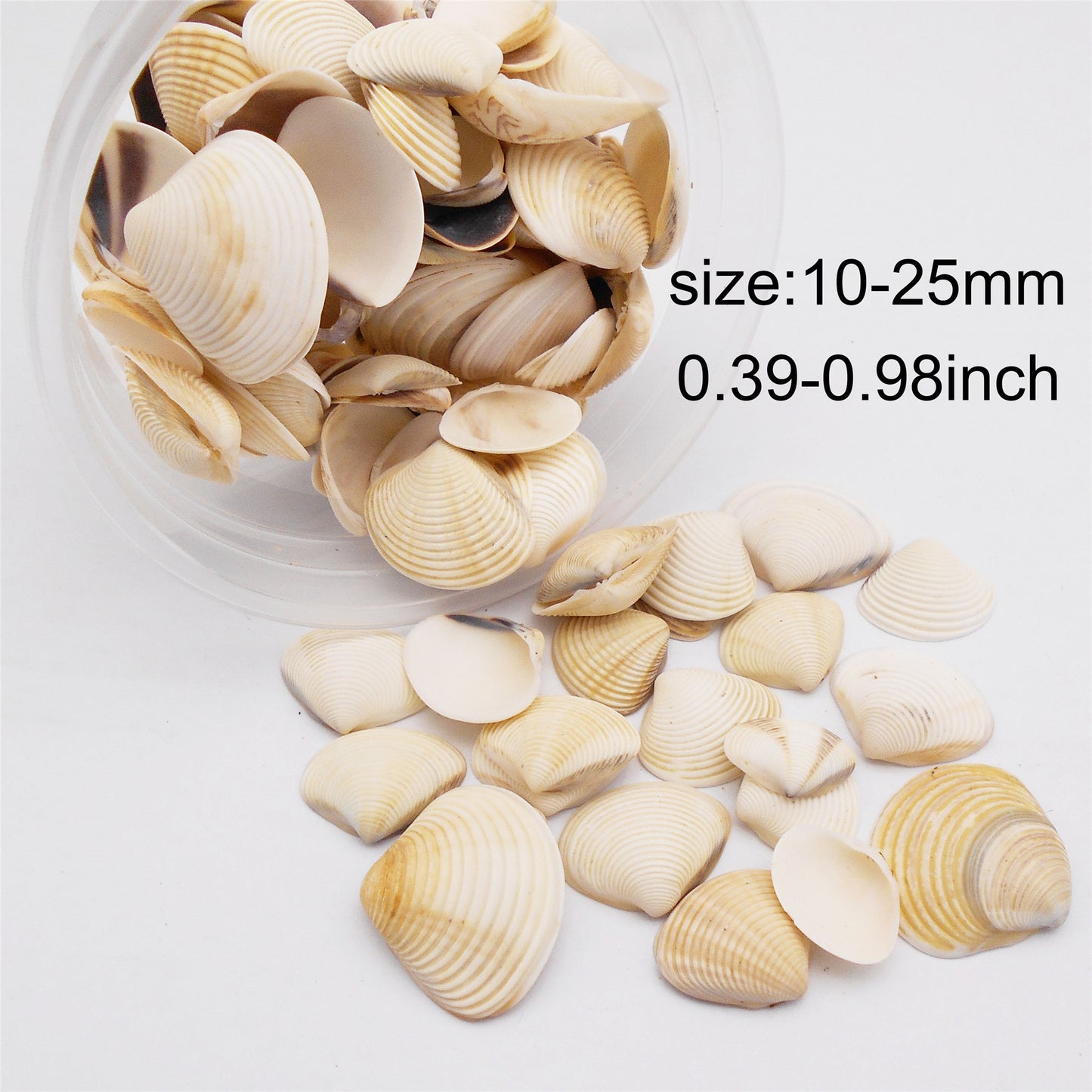 30g One Box of Natural Shell 10-25mm Mixed White Clam Scallop Shell for Beach Wedding Decor, DIY Crafts Supplies, Home & Aquarium Decor