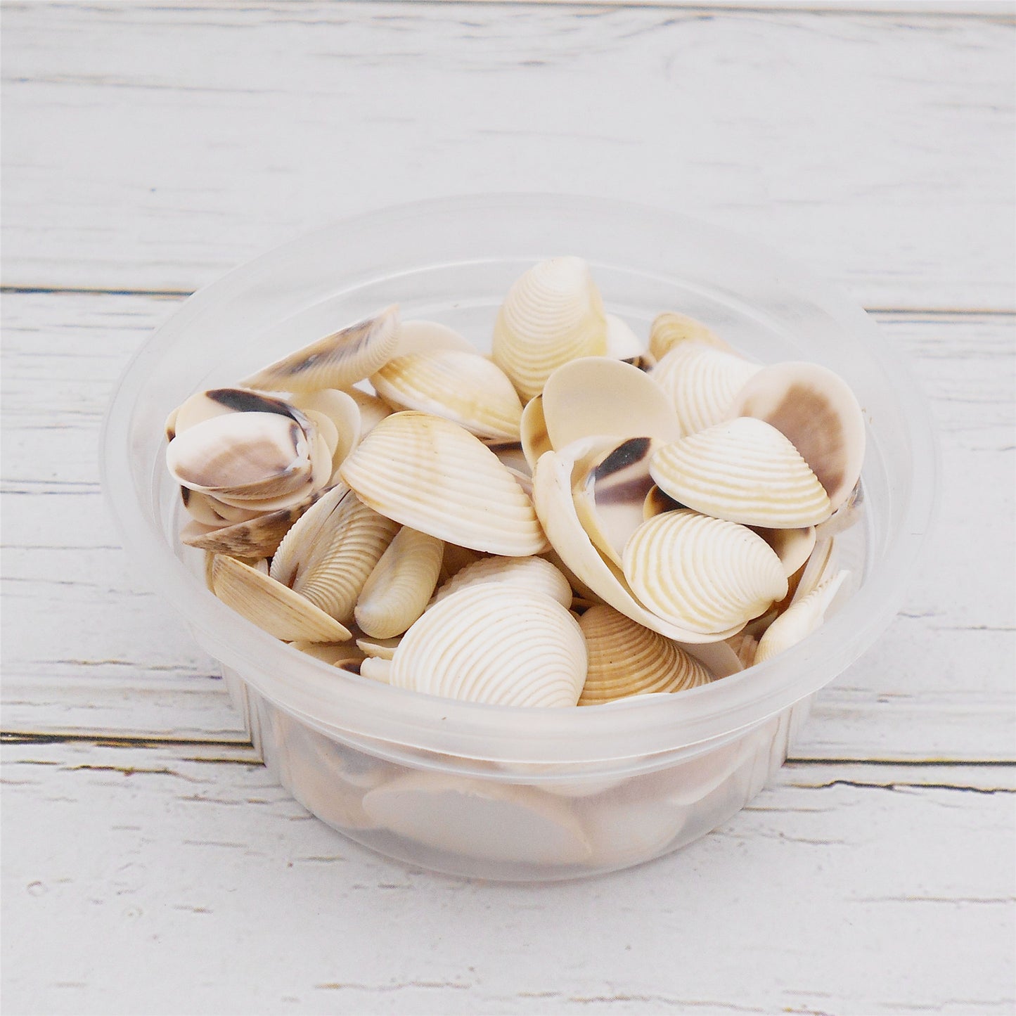 30g One Box of Natural Shell 10-25mm Mixed White Clam Scallop Shell for Beach Wedding Decor, DIY Crafts Supplies, Home & Aquarium Decor