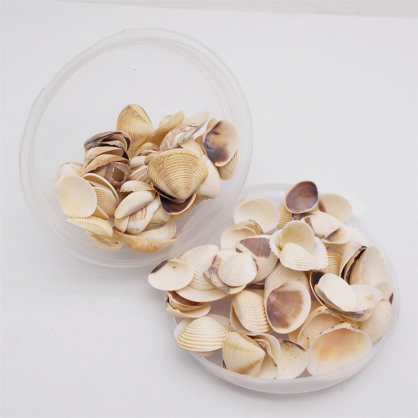 30g One Box of Natural Shell 10-25mm Mixed White Clam Scallop Shell for Beach Wedding Decor, DIY Crafts Supplies, Home & Aquarium Decor