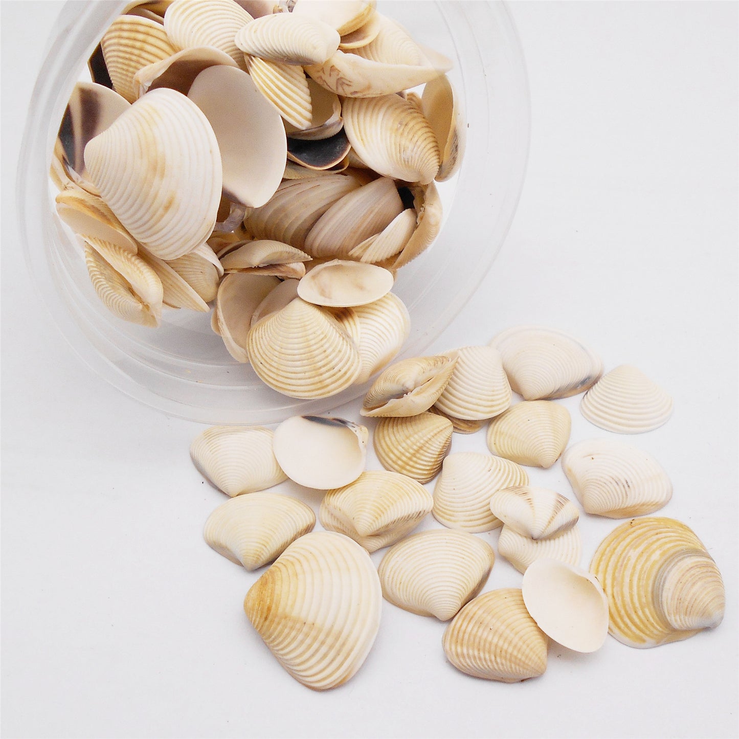 30g One Box of Natural Shell 10-25mm Mixed White Clam Scallop Shell for Beach Wedding Decor, DIY Crafts Supplies, Home & Aquarium Decor