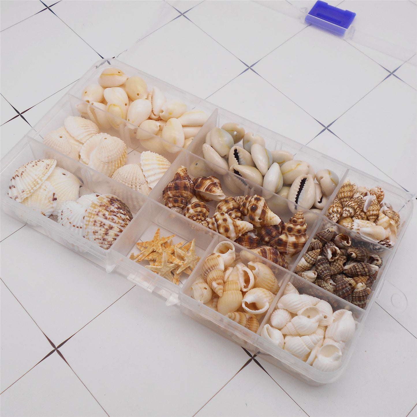 1 Box of Natural Sea Shell with Small Hole Beach Conch Clam Scallop Shell Tiny Starfish for DIY Crafts Supplies, Home Aquarium Decor, Fish Tank Ornament Making