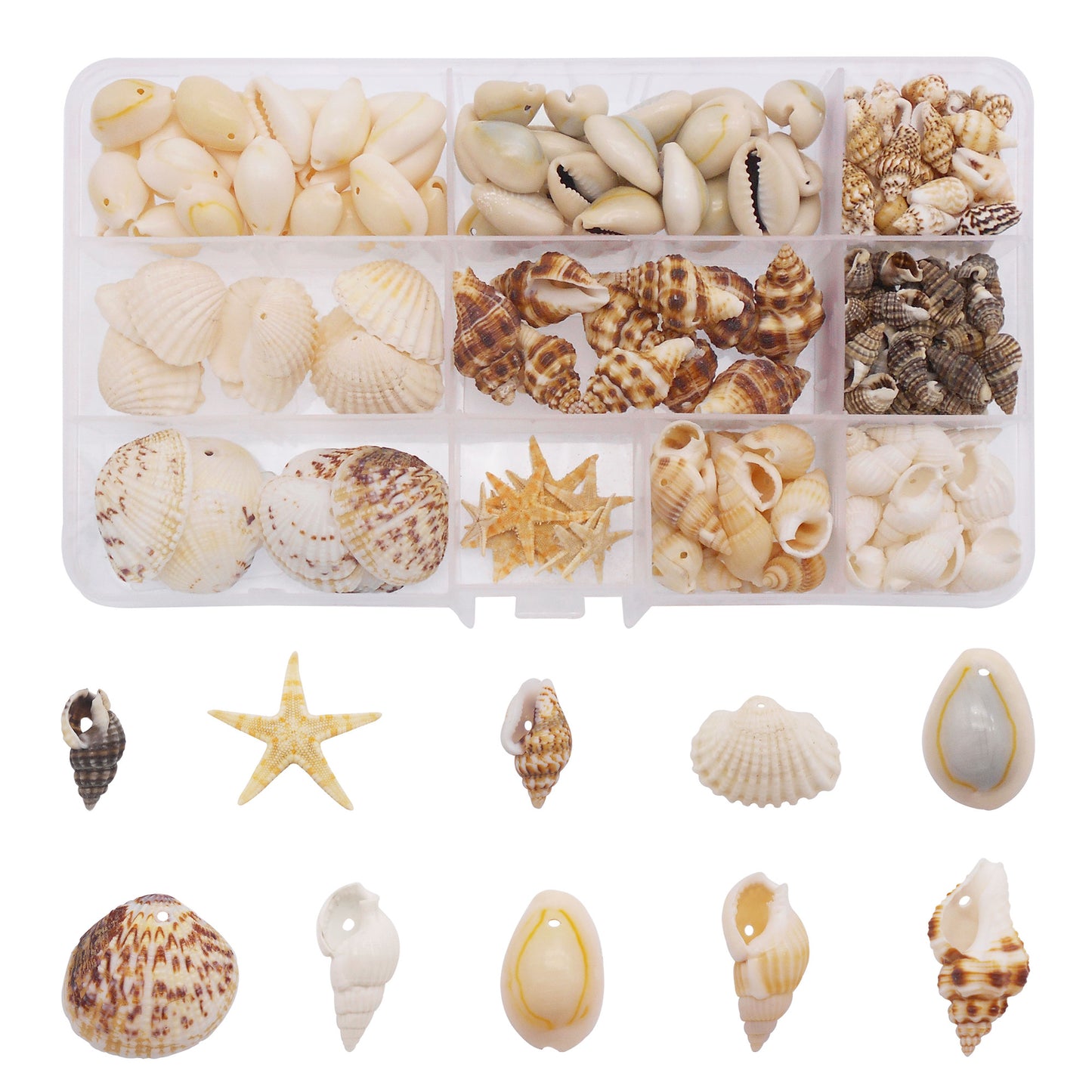 1 Box of Natural Sea Shell with Small Hole Beach Conch Clam Scallop Shell Tiny Starfish for DIY Crafts Supplies, Home Aquarium Decor, Fish Tank Ornament Making