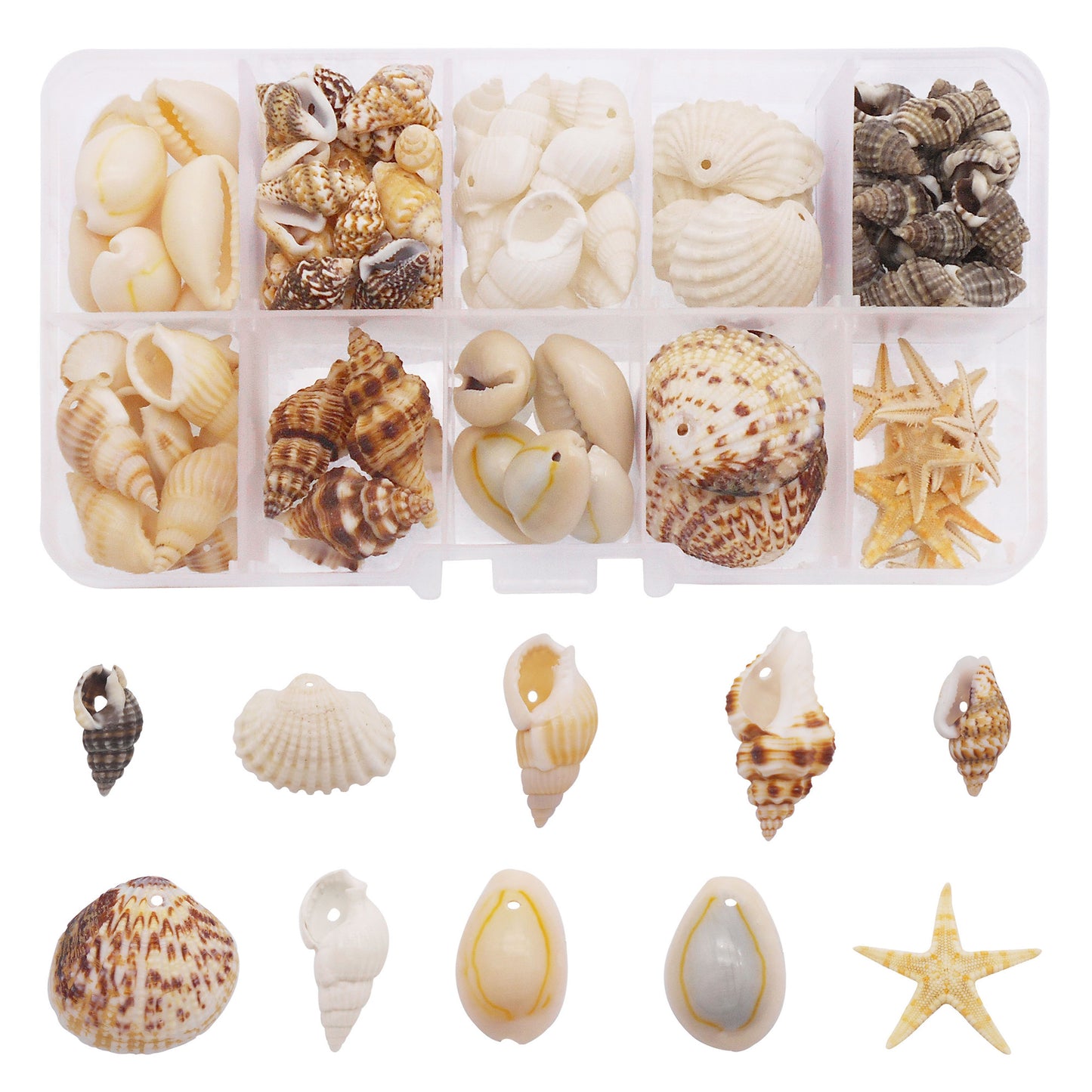 1 Box of Natural Sea Shell with Small Hole Beach Conch Clam Scallop Shell Tiny Starfish for DIY Crafts Supplies, Home Aquarium Decor, Fish Tank Ornament Making