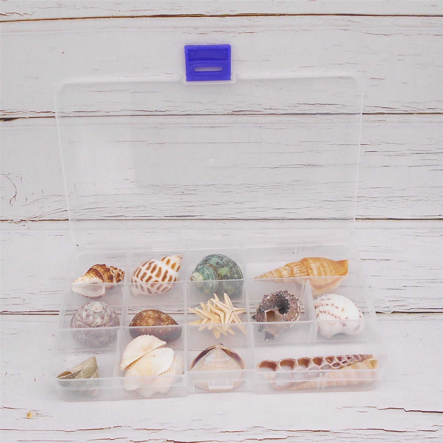 One Box of 24Pcs Natural Sea Shells & Starfish for DIY Crafts – Clam, Scallop, Conch Shells for Aquarium Decor, Fish Tank, Home Art